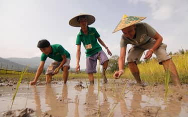 La culture des rizières et le centre historique