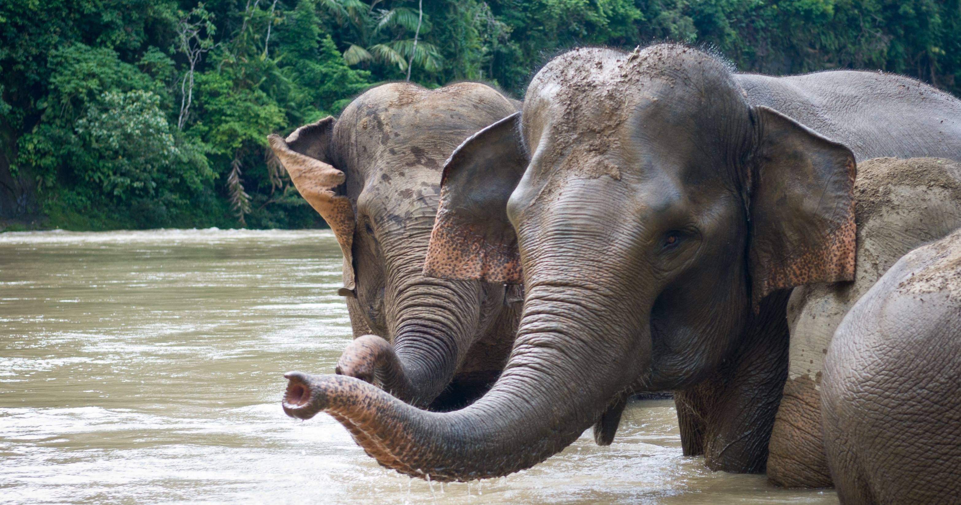 Llegada a Tangkahan, ​posibilidad de observar como lavan a los elefantes