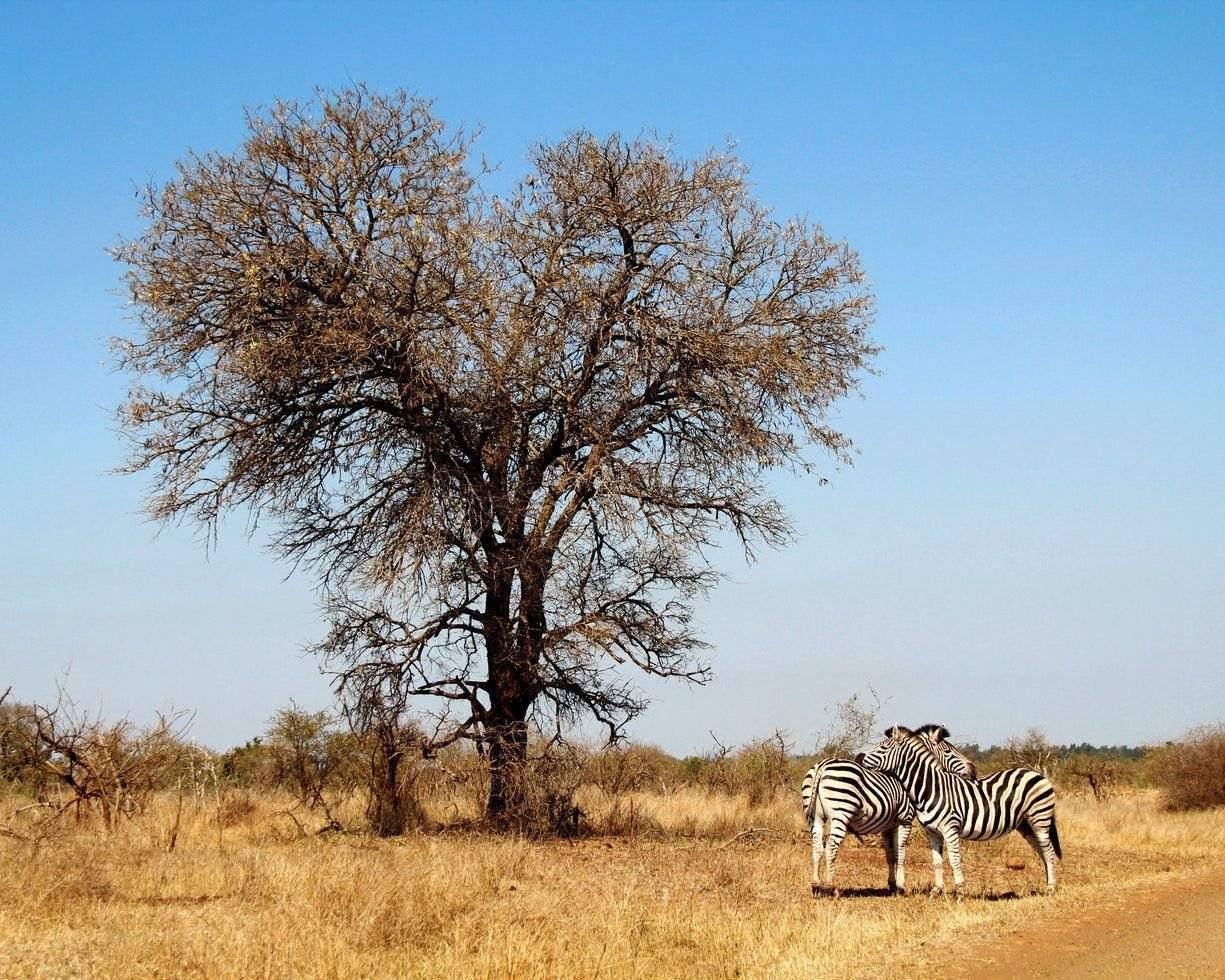 Bienvenue en Afrique du Sud ! 