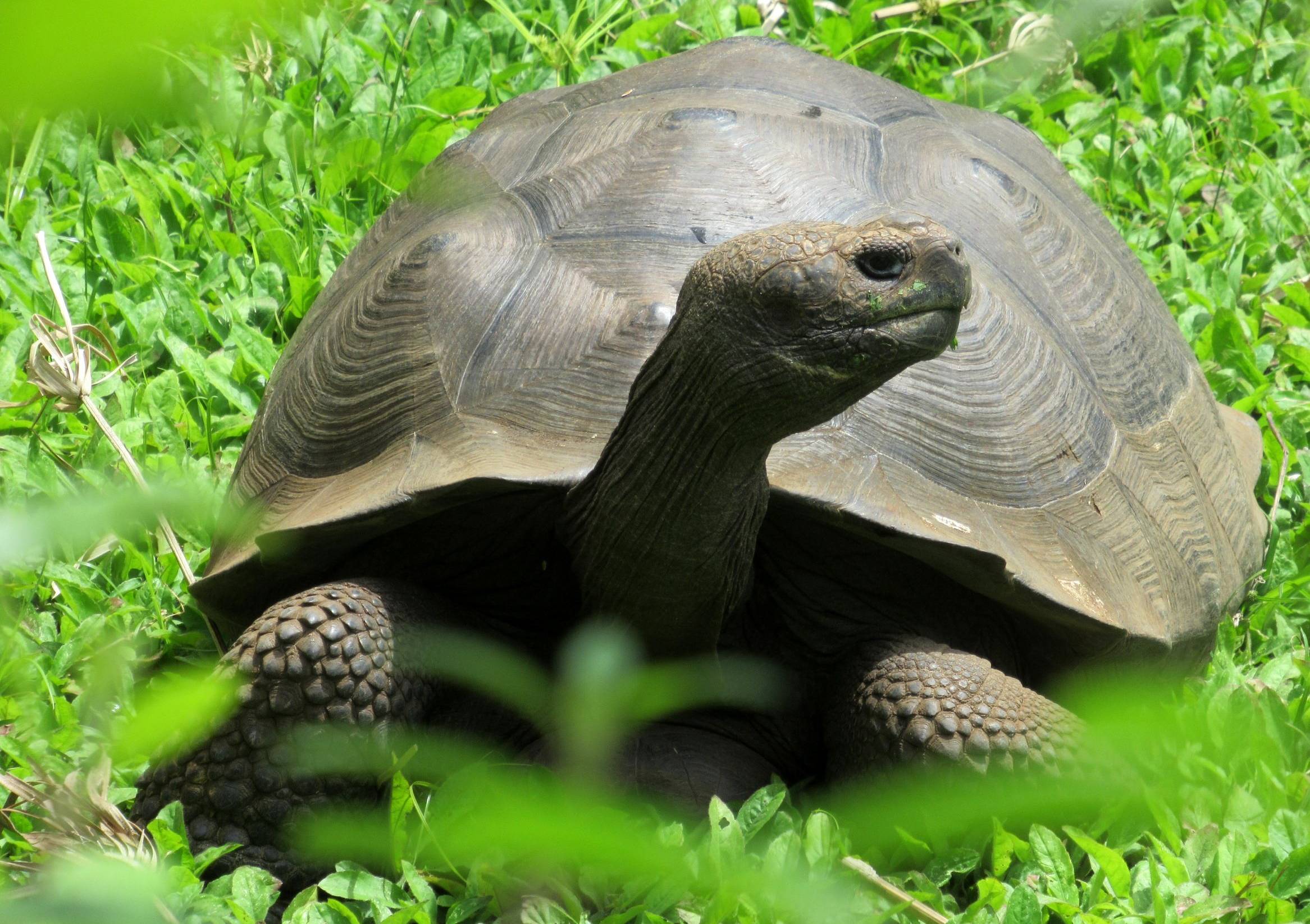 Flug auf die Galapagos-Inseln und Wandern zwischen Riesenschildkröten