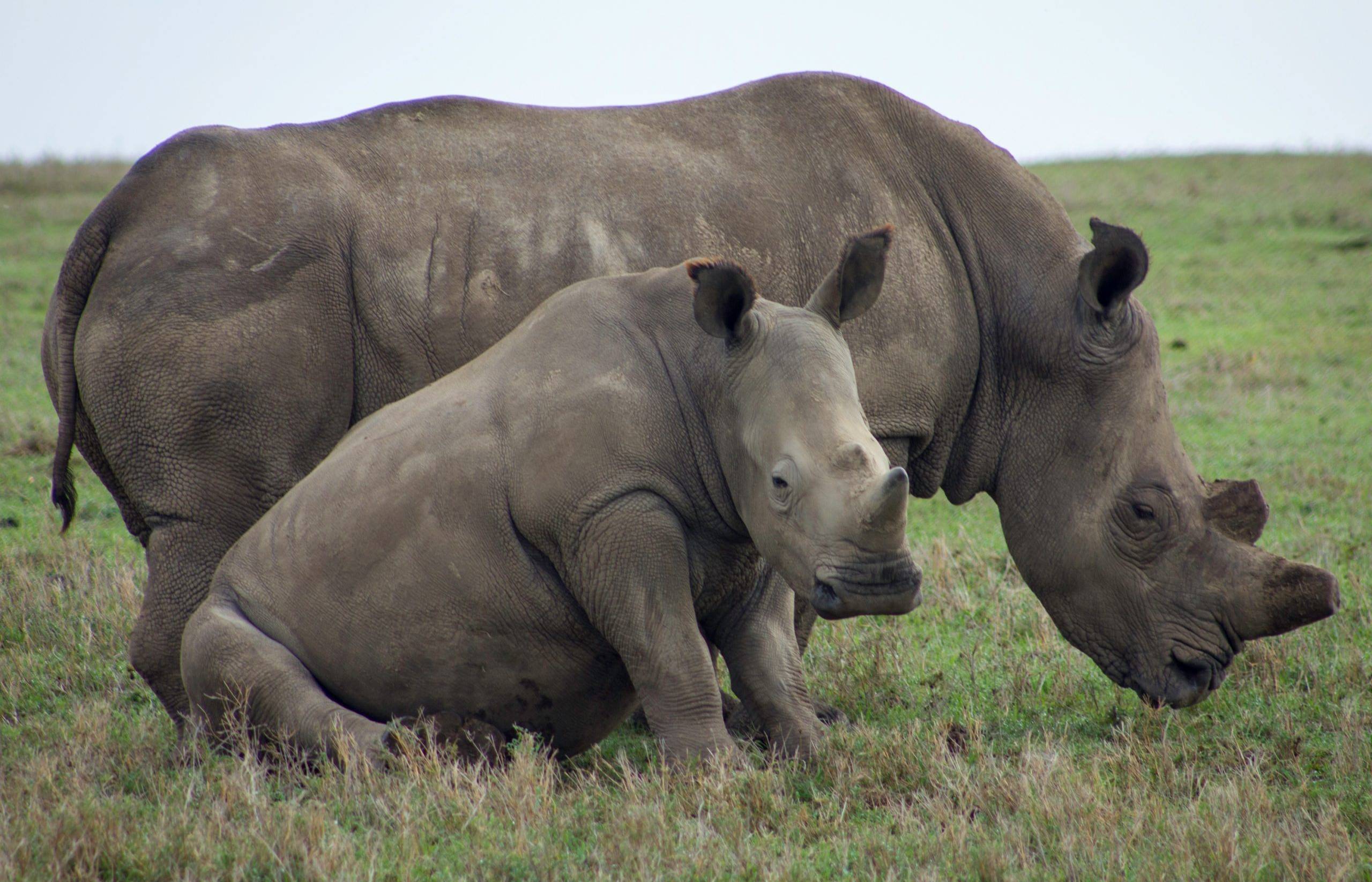 Nairobi e l’Area Privata di Conservazione di Ol Pejeta