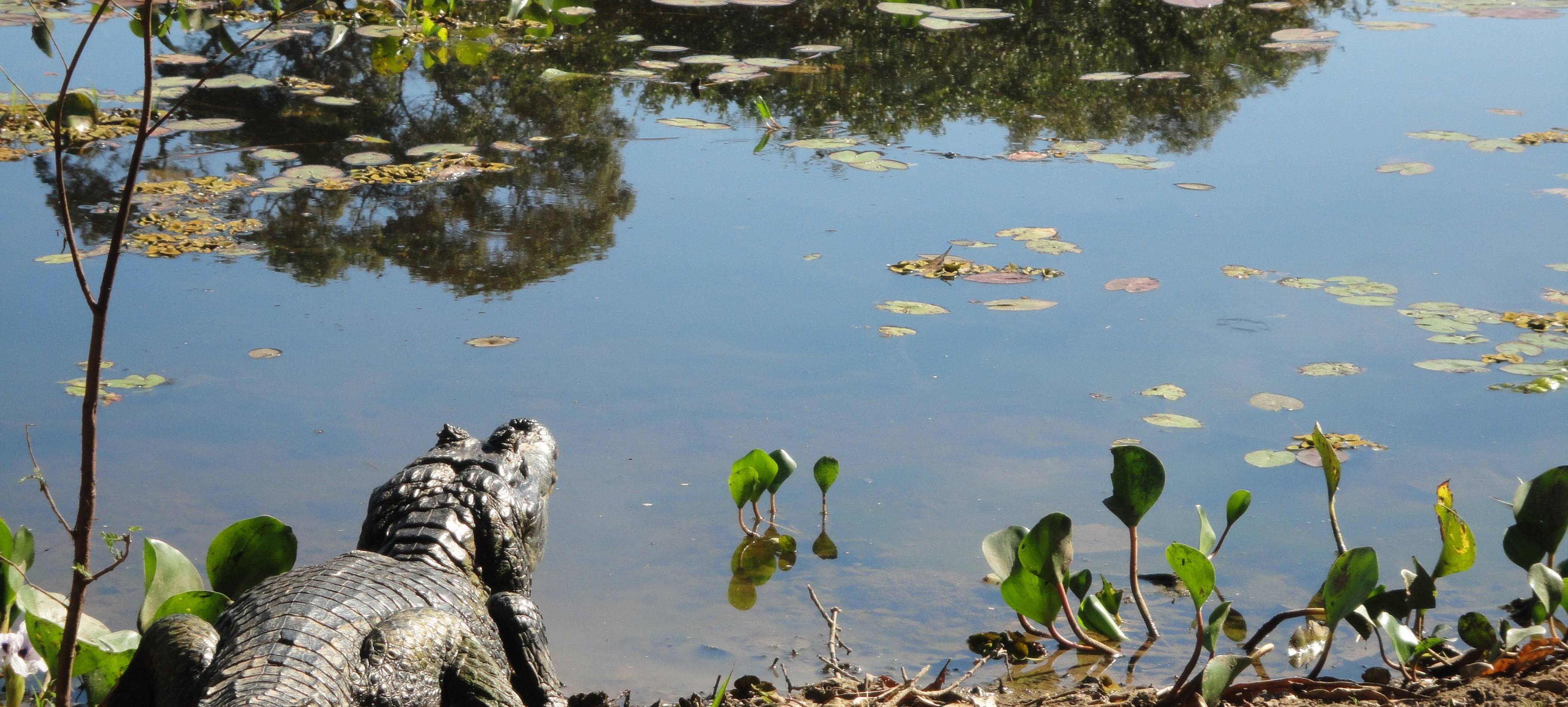 Votre aventure dans le Paradis écologique du Pantanal !