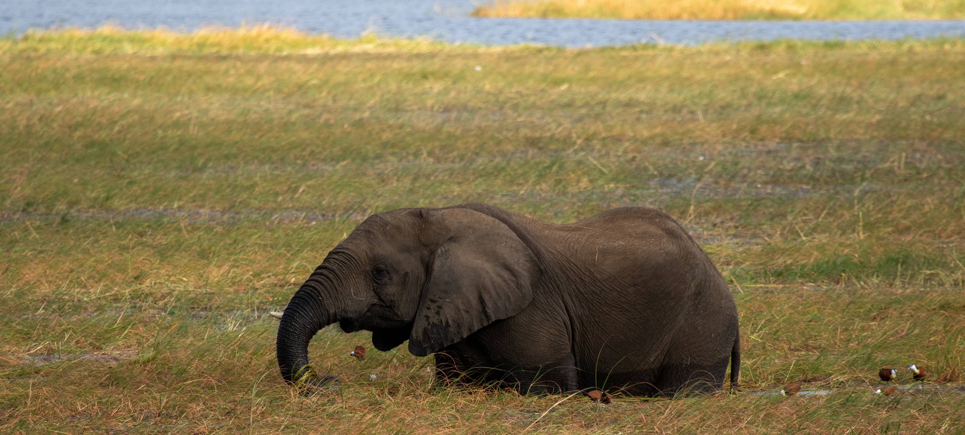 El río Chobe en donde los elefantes reinan