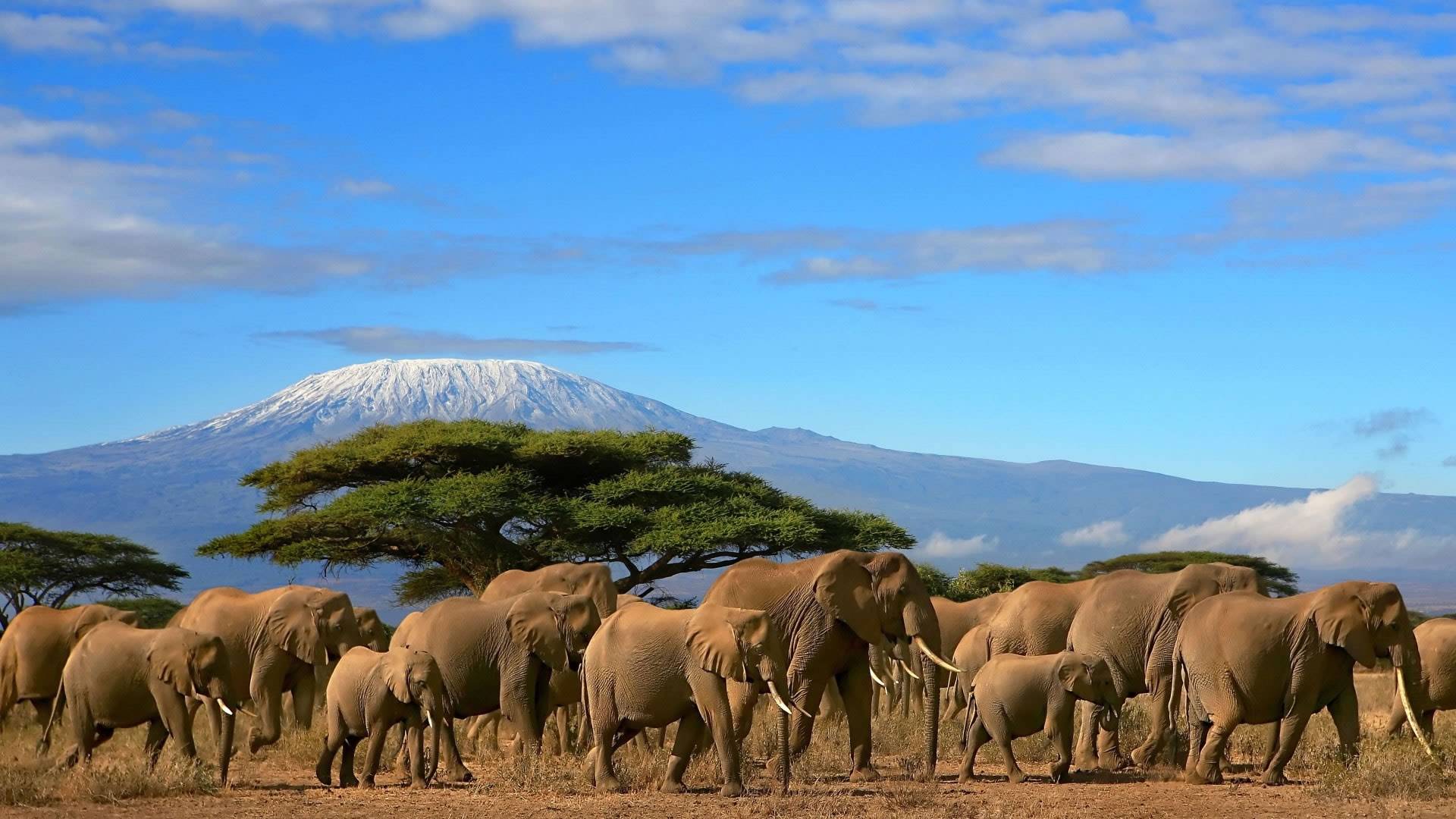 Arrivo a Nairobi, Parco Nazionale di Amboseli e tetto d’Africa