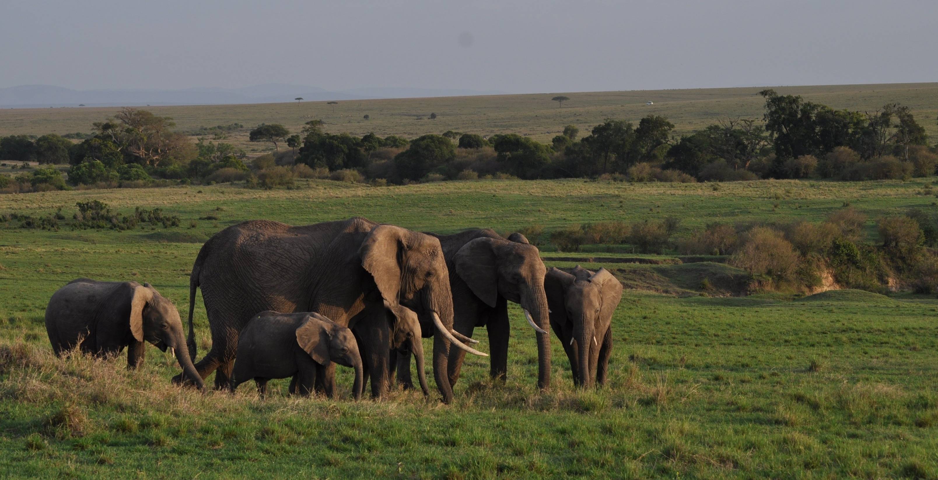 Arrivo a Nairobi e partenza per il Maasai Mara