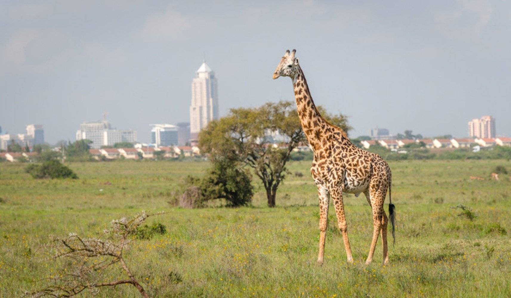 Willkommen in Nairobi, der Stadt in der Sonne