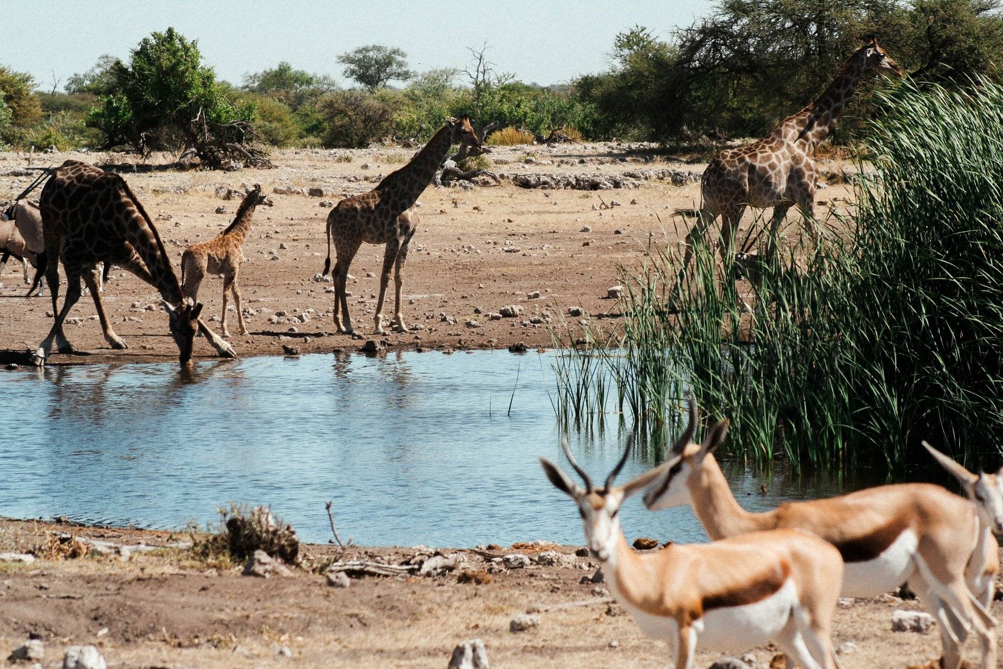 Les girafes vous souhaitent la bienvenue