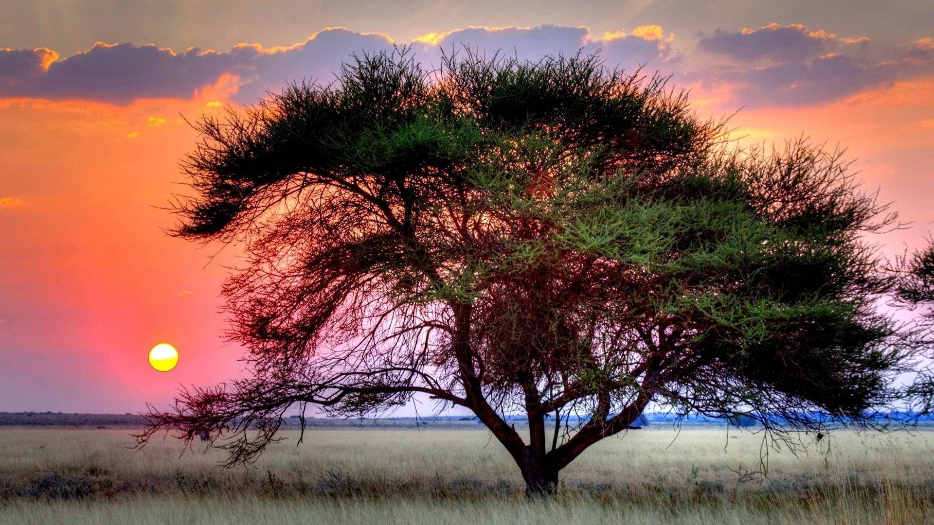 Il Deserto del Kalahari - Inizio di un'Avventura Romantica