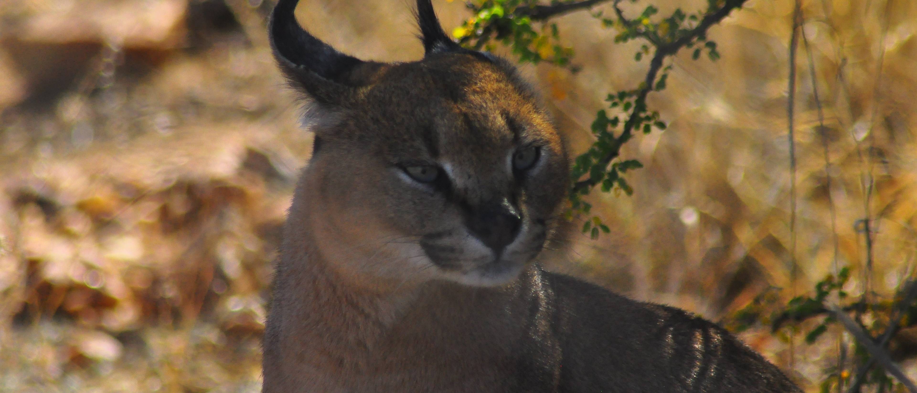 Arrivo a Naankuse Lodge & Wildlife Sanctuary