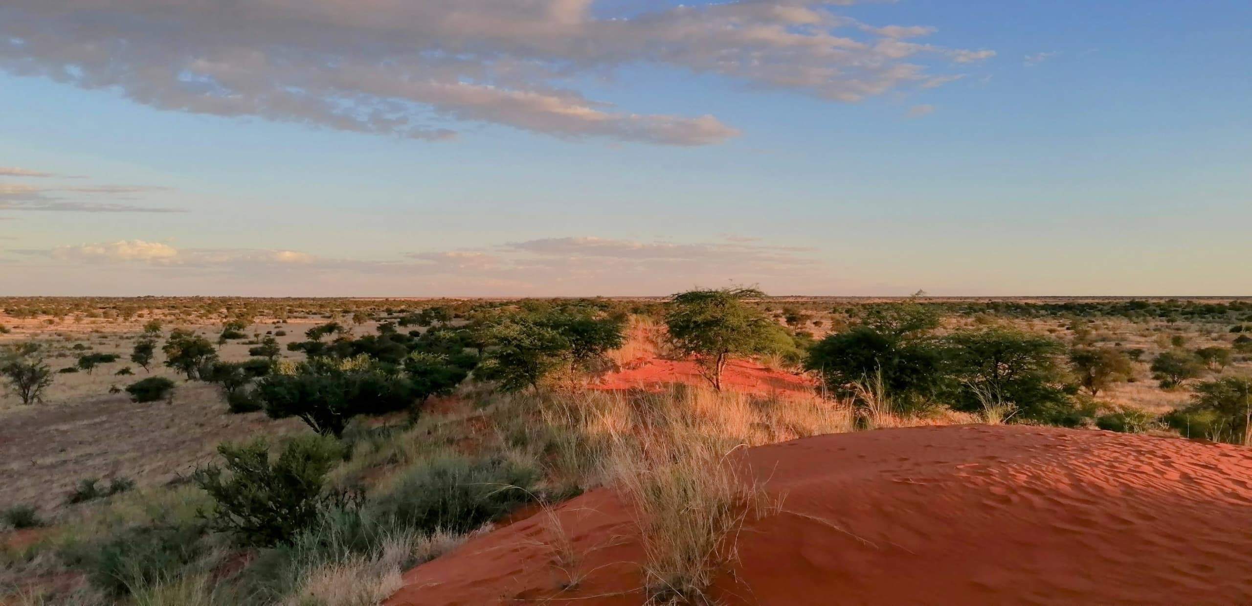 Il Kalahari: un deserto vivo tra dune rosse e savane