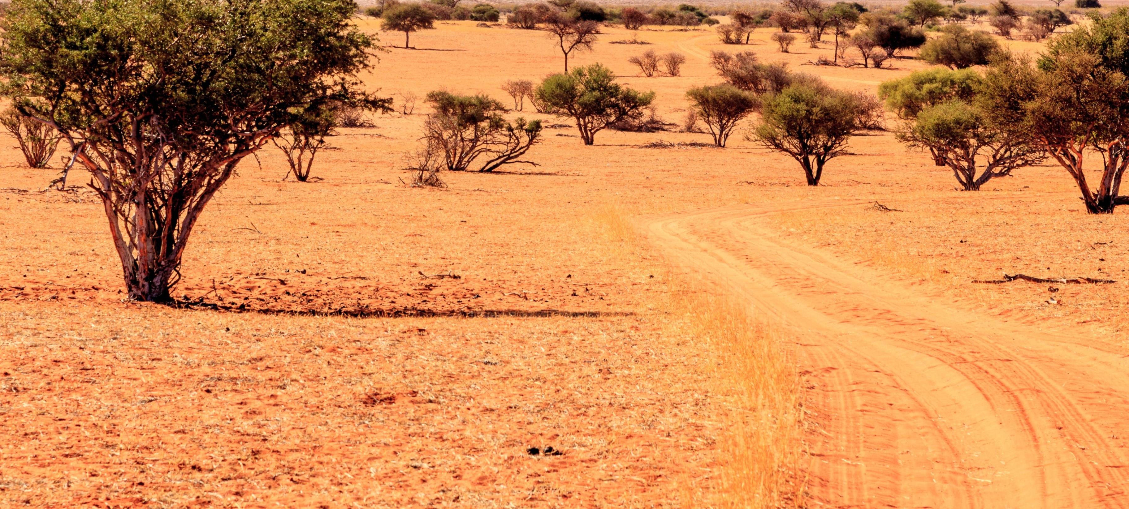 Kalahari Namibia, rote Dünen und blauer Himmel