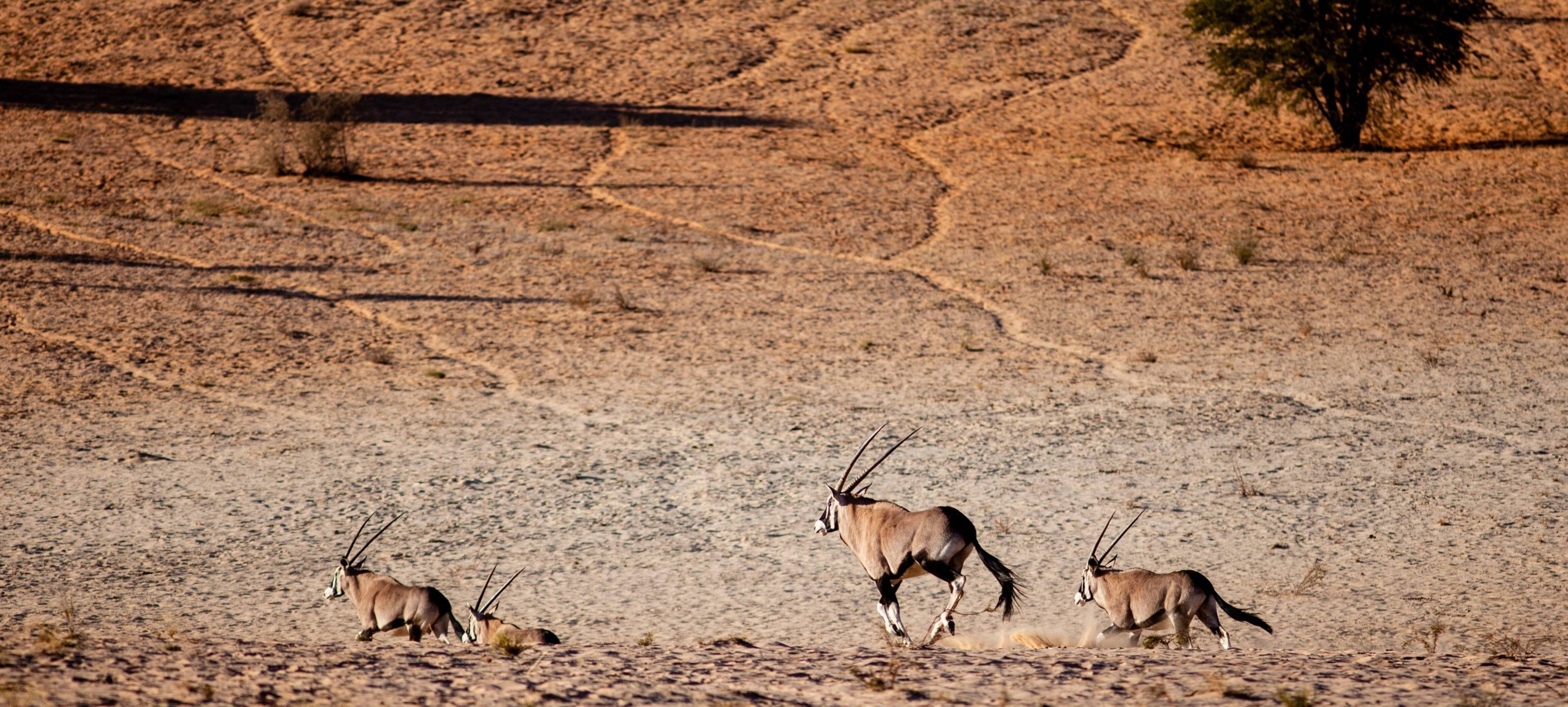 Beginn des Abenteuers in der Kalahari