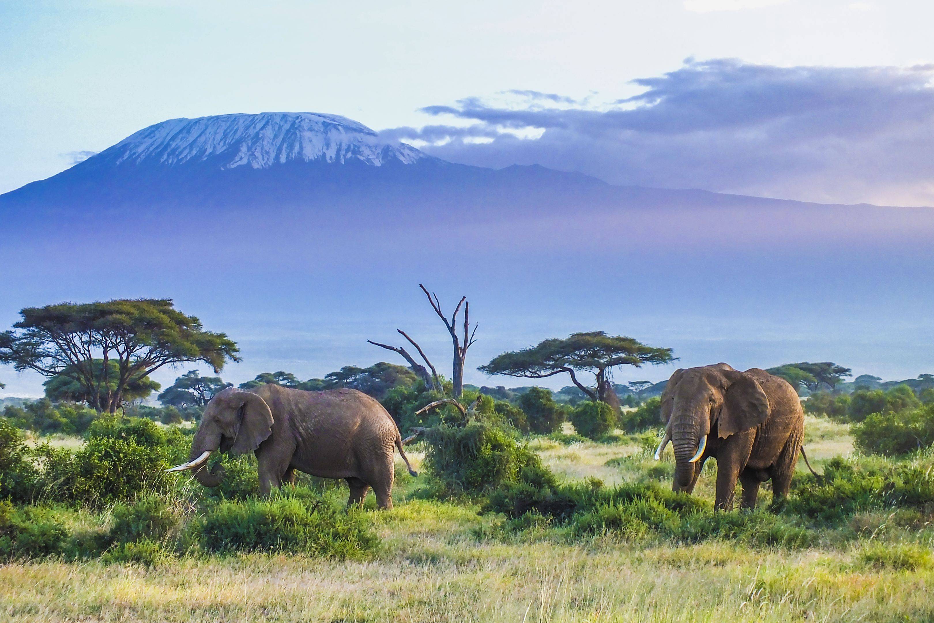Safaris de Nairobi aux merveilles de Tanzanie