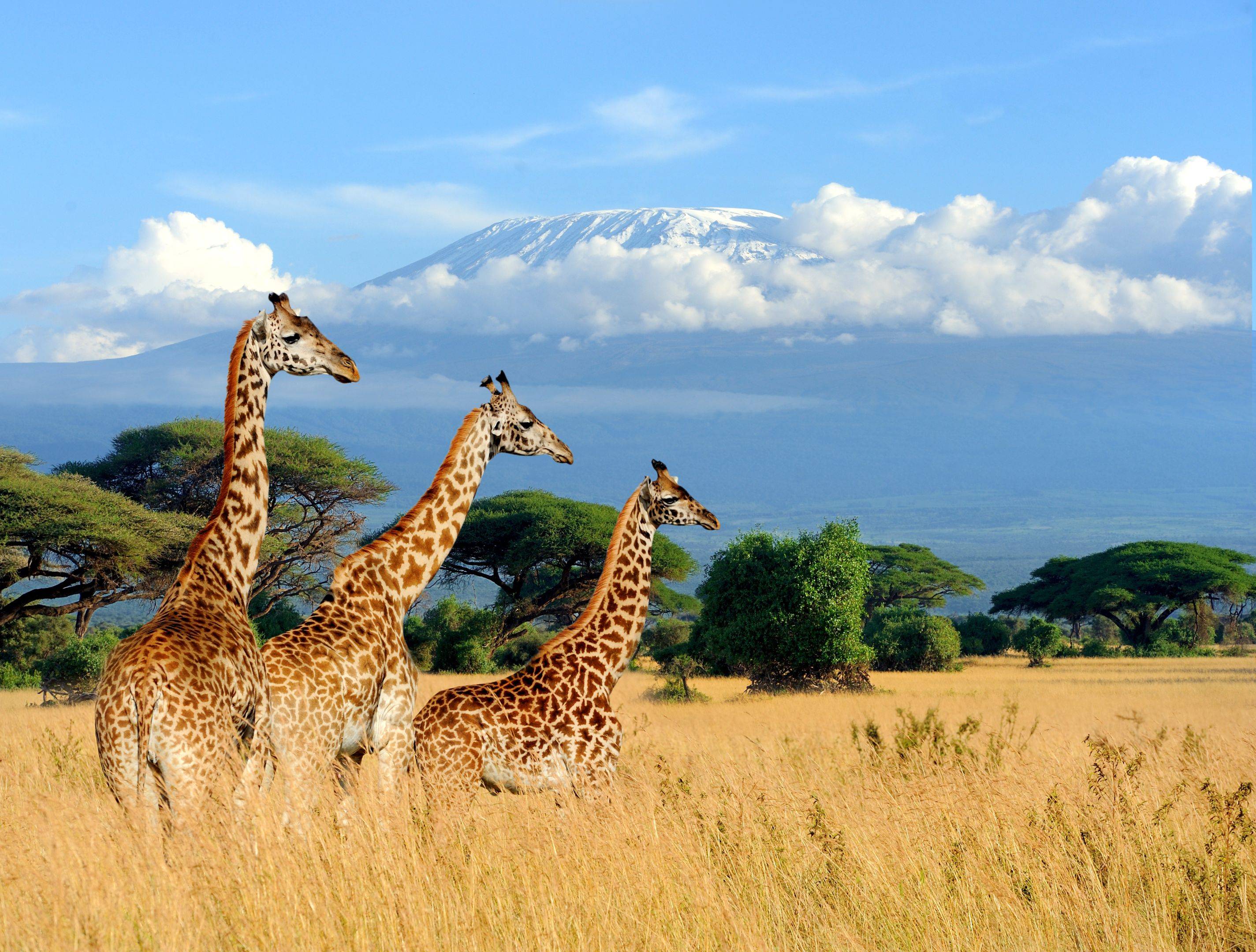 Tansania-Sansibar Rundreise: Big Five & Paradiesstrände erleben!