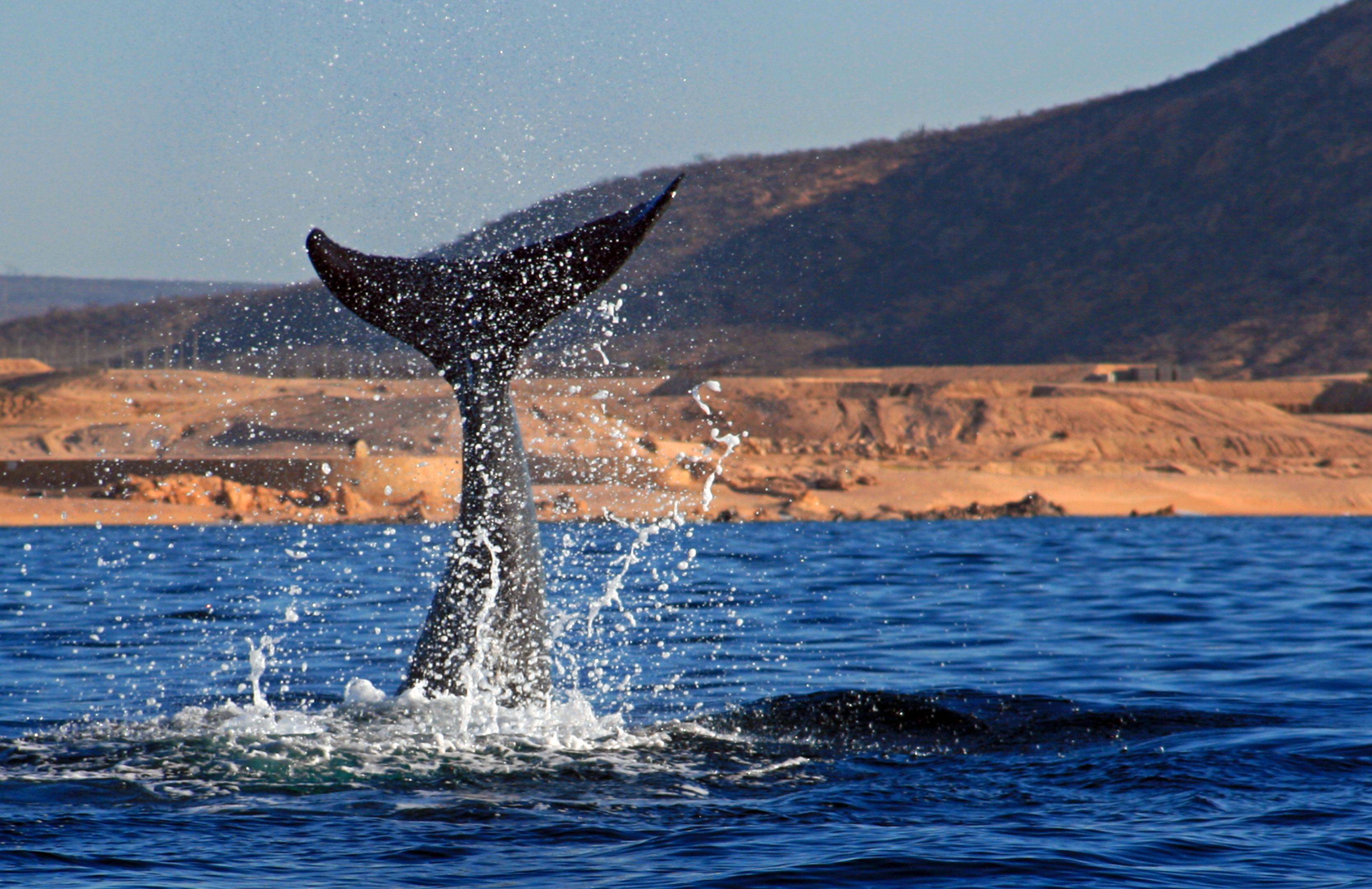 Balene e parchi naturali in un tour guidato