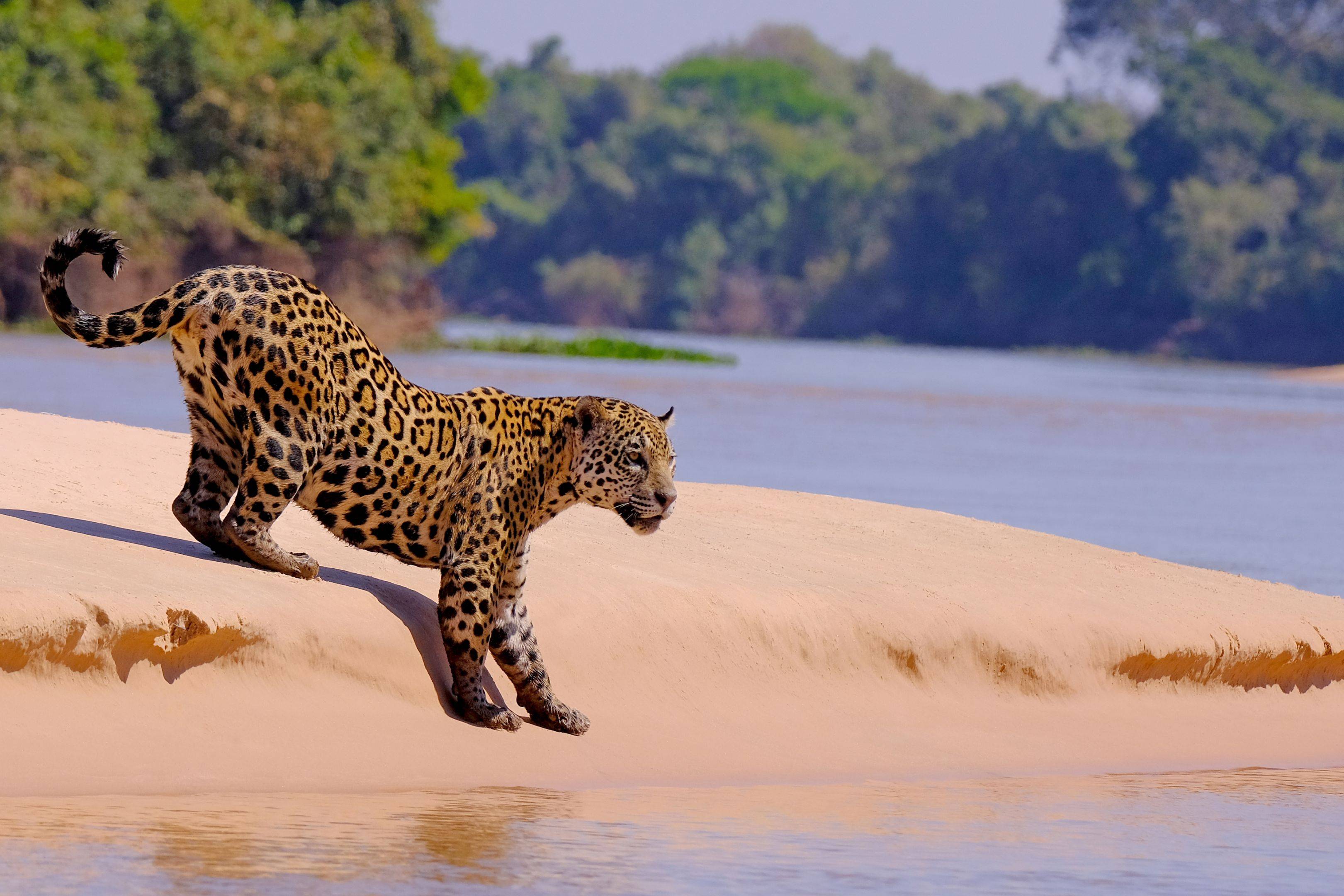 Sulle tracce del giaguaro: Rio de Janeiro - Cascate di Iguaçu - Pantanal Norte