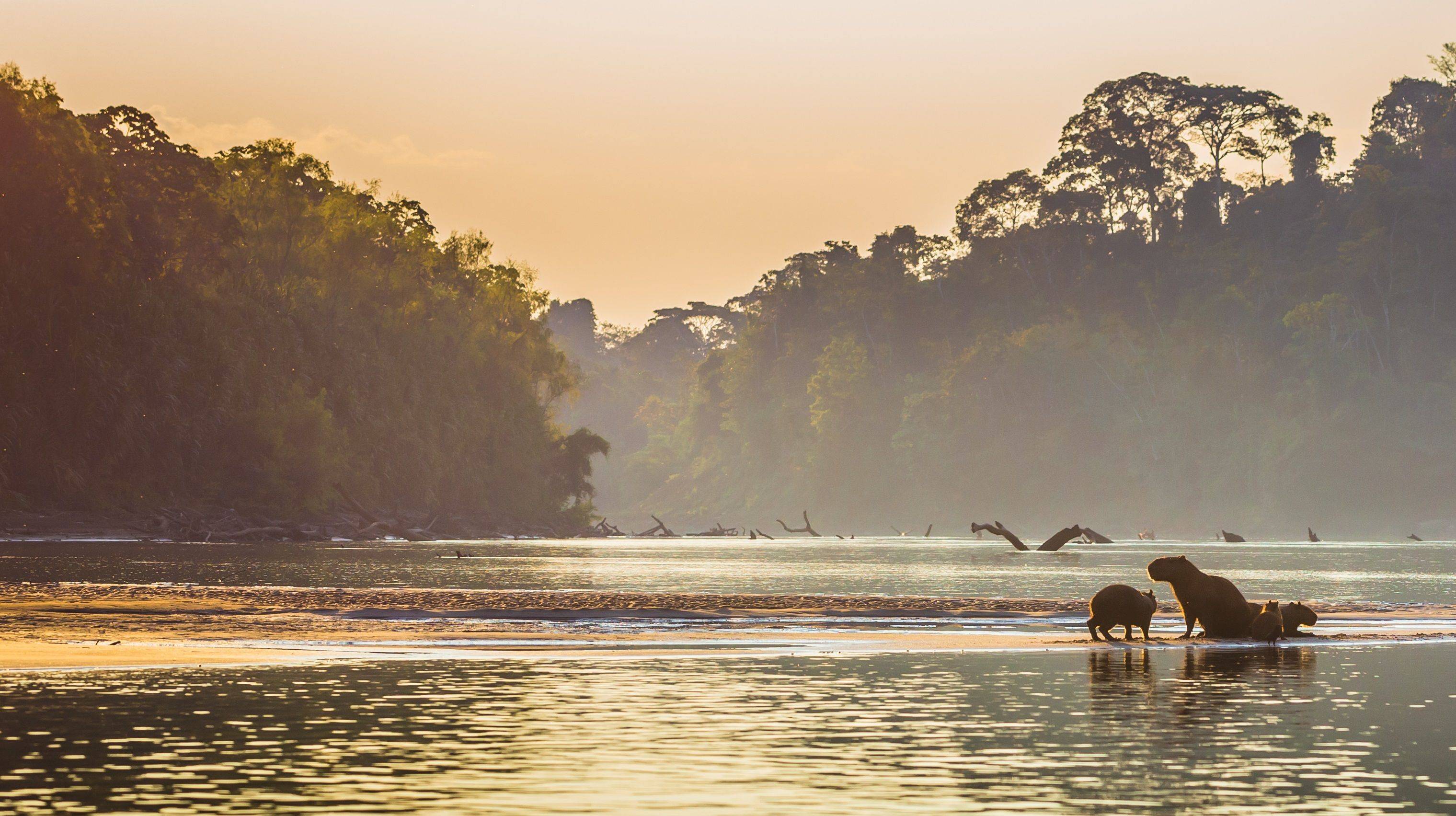 Naturwunder der Welt : Amazonas und Pantanal