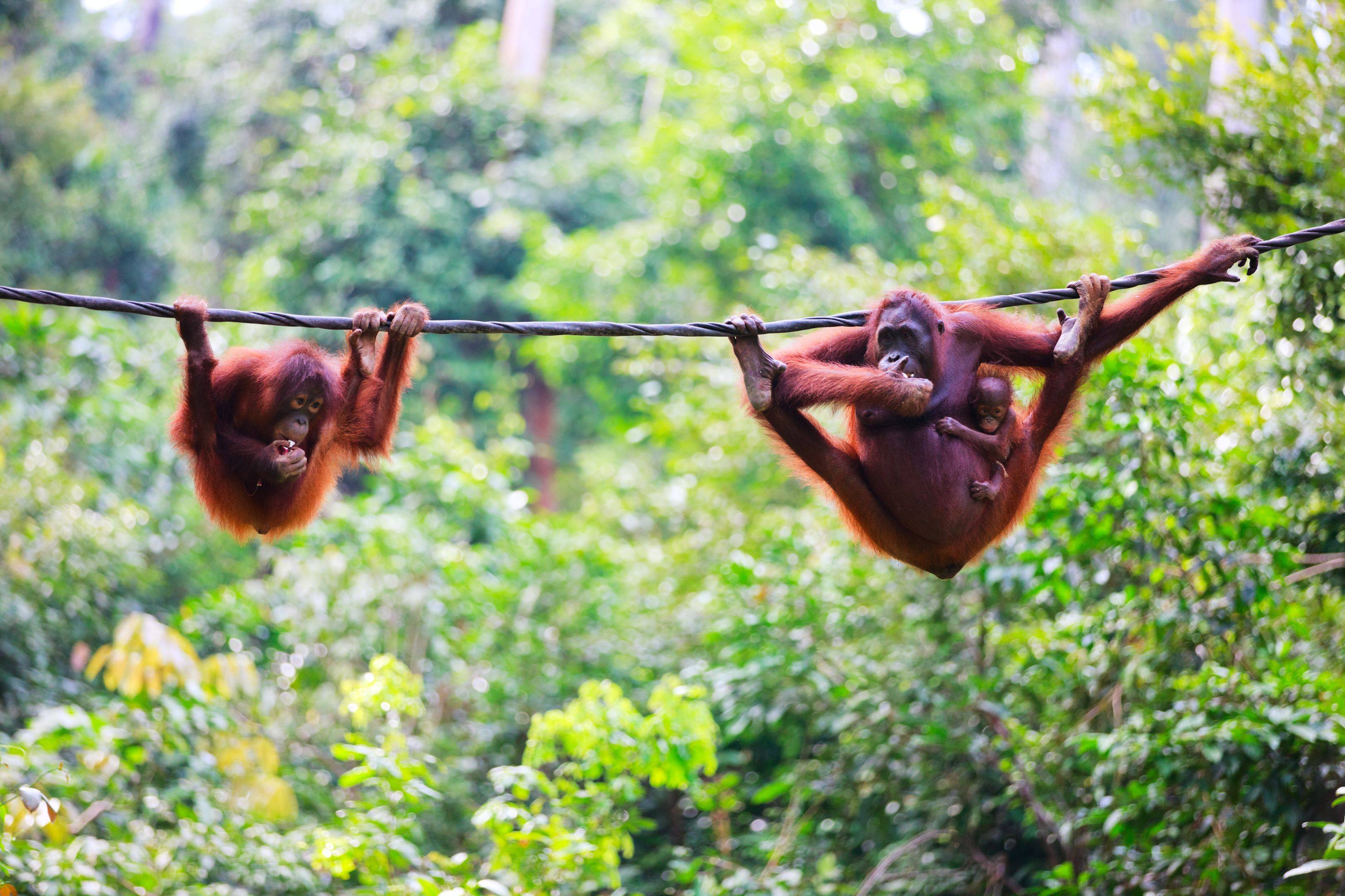 Orangutanes en la selva de Borneo