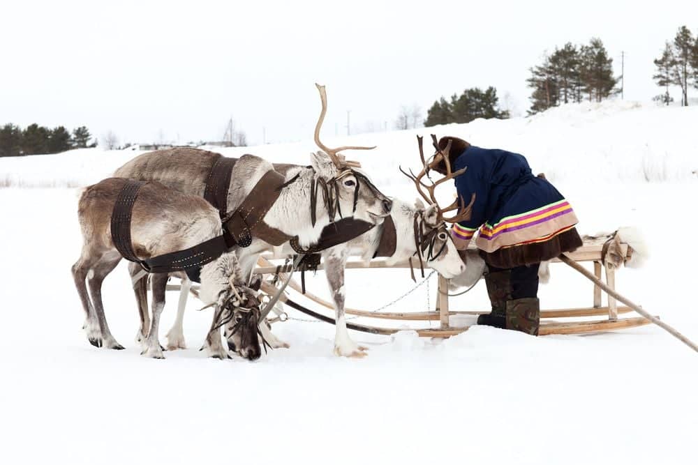 Laponie suédoise active en hiver
