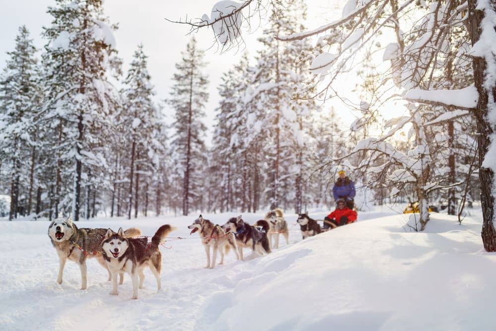 Chiens de traîneau et chalets cosy - Séjour d'exception en Laponie suédoise