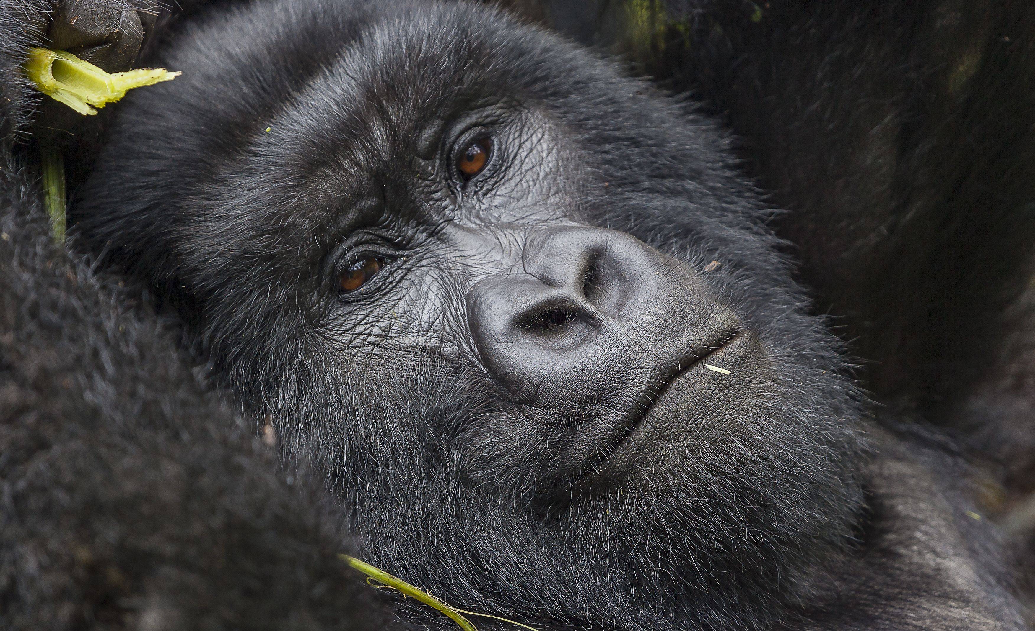 Op zoek naar chimpansees en gorilla's in Oeganda! 