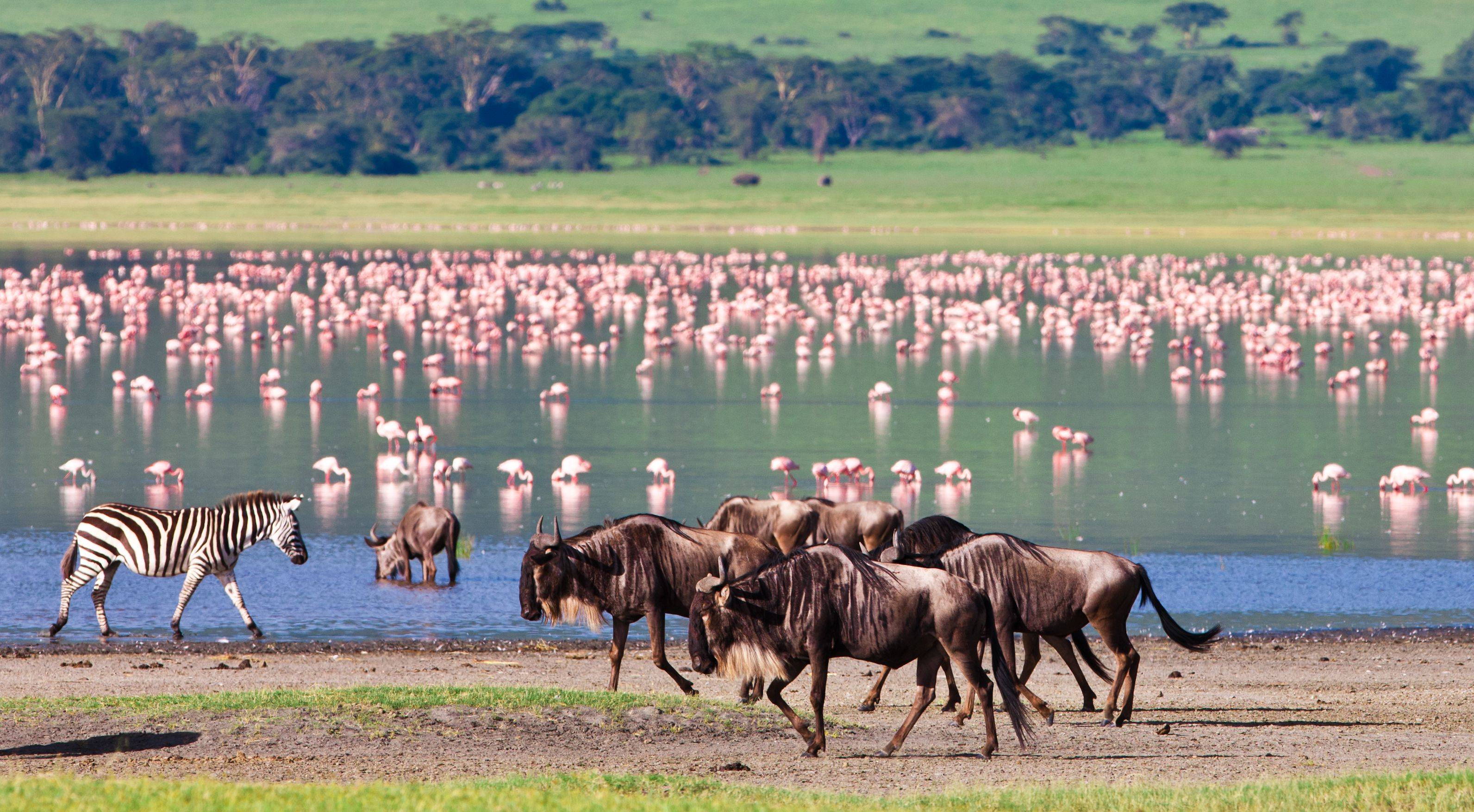 Safarireis Odyssee door Kenia en Tanzania