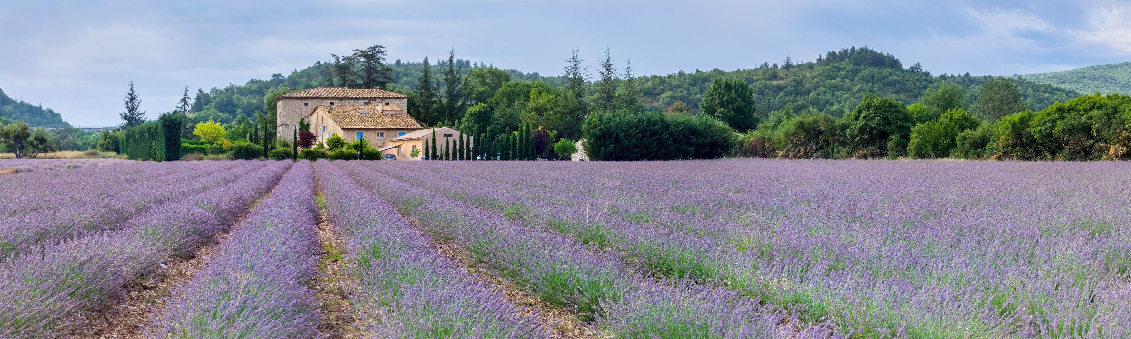 La lavande de Provence bientôt classée au patrimoine mondial de l'Unesco ?