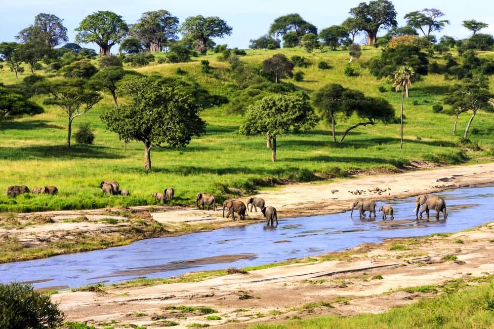 Les grands parcs du Kenya et de la Tanzanie en safari