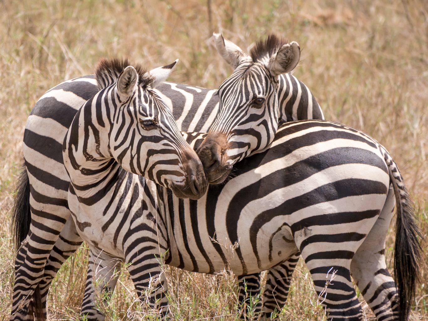 Viaggio di nozze tra safari, Masai e relax