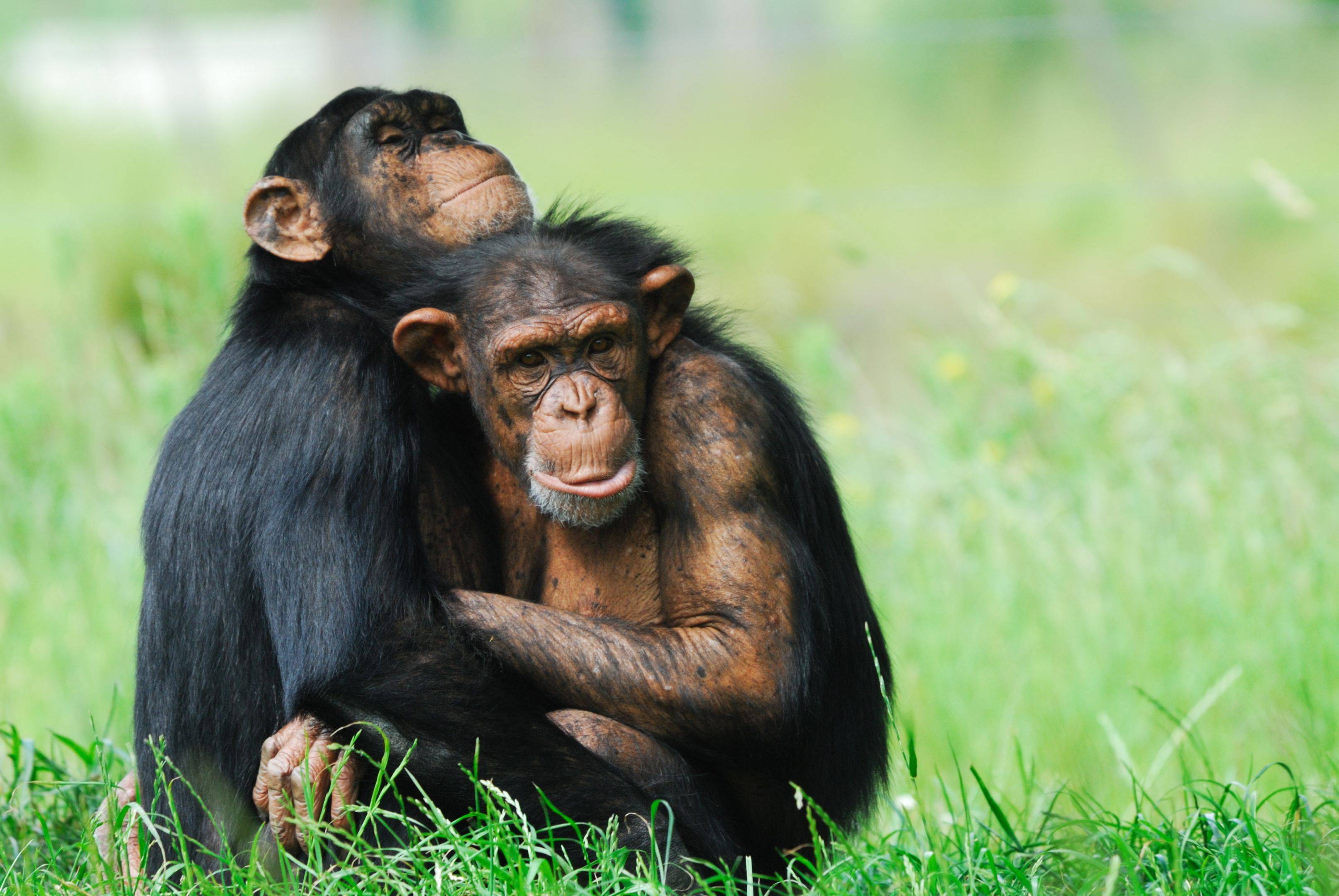 Chimpancés, Gorilas y Etnias - Safari Muzuli