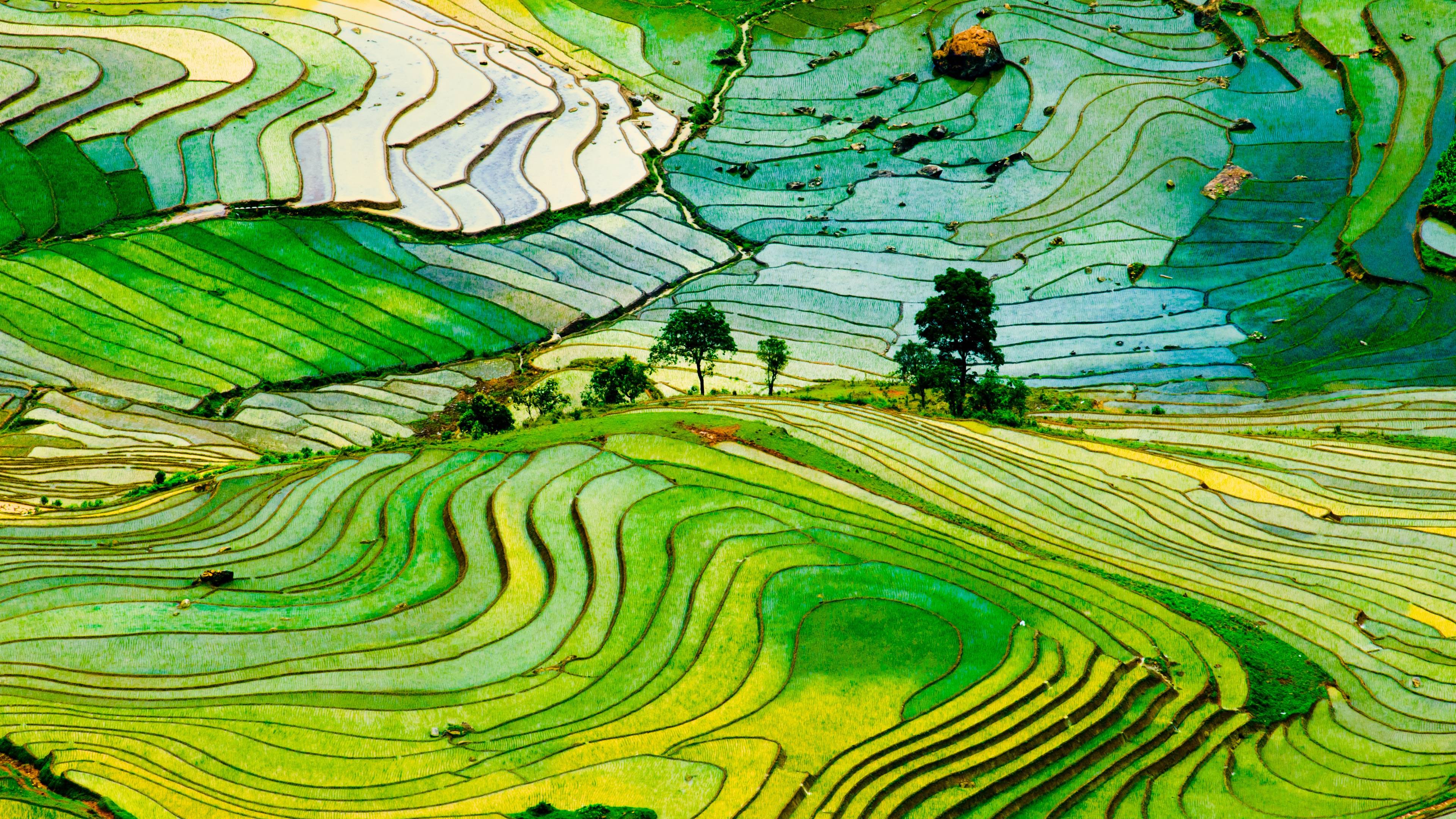 Les rizières en terrasse dans le nord du Vietnam