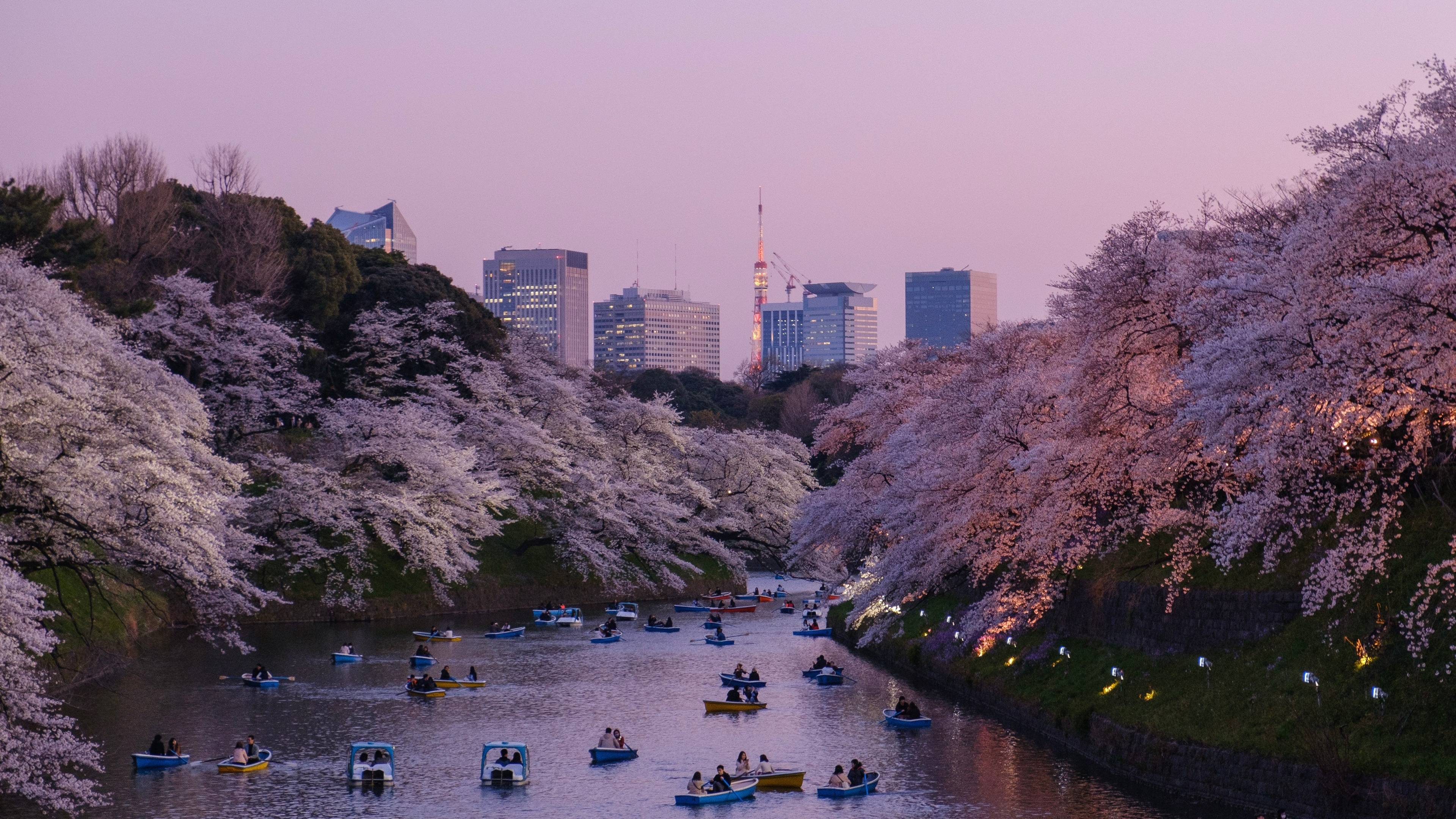 Le Japon pendant la floraison des cerisiers
