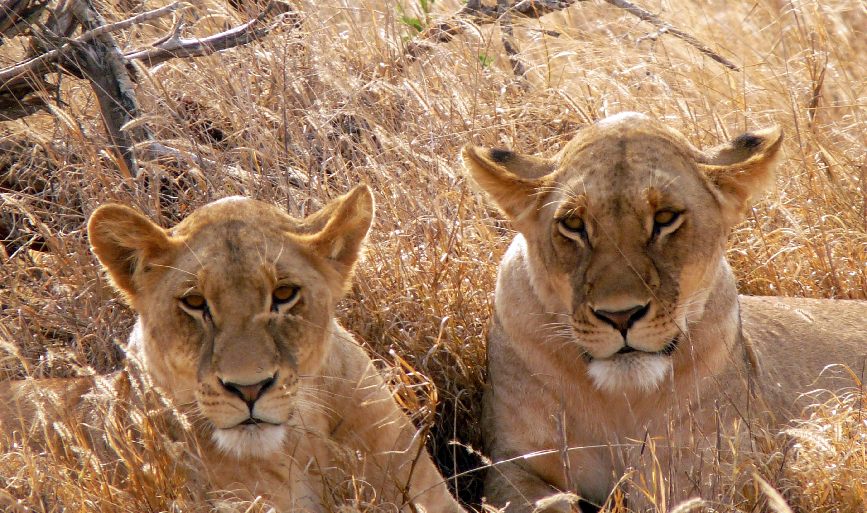 Unvergessliche Safari durch Kenias Schätze