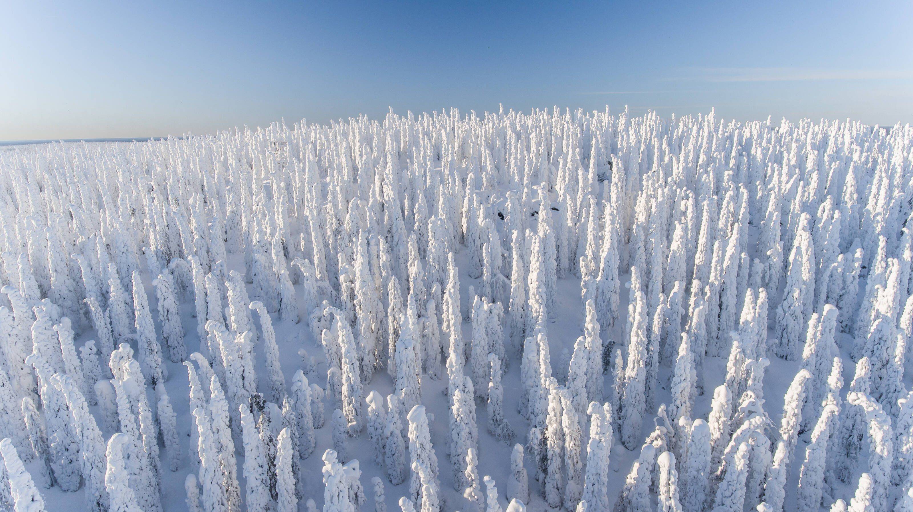 Il bianco invernale da Syöte a Rovaniemi