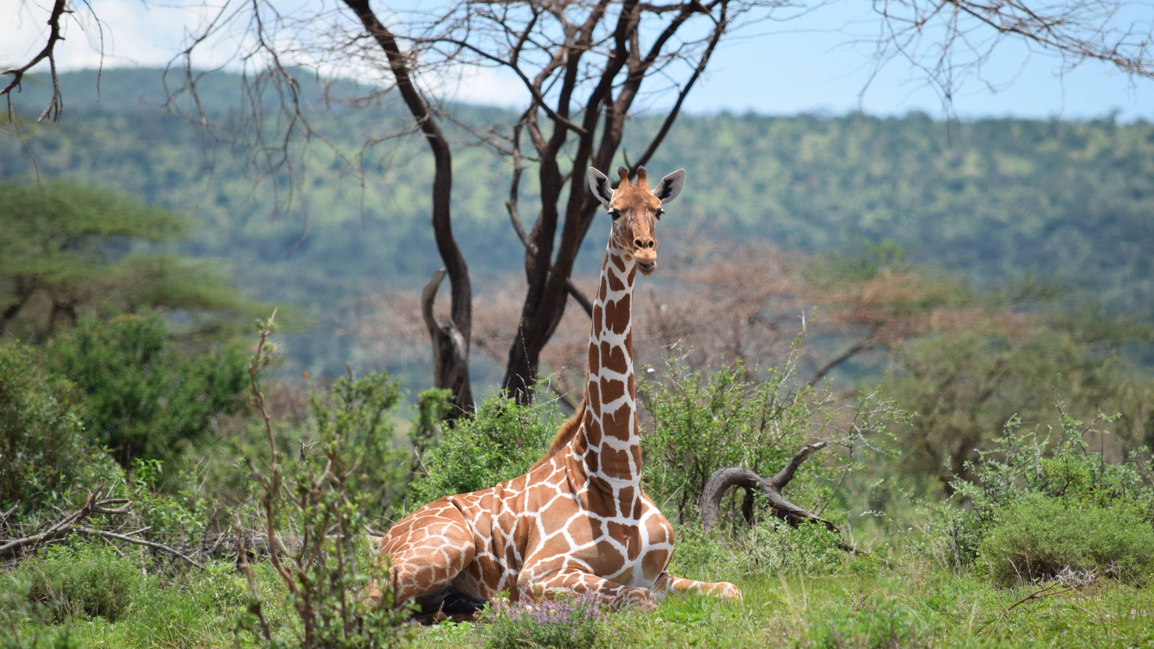 Solio Ranch, Meru et Samburu, safari loin des foules