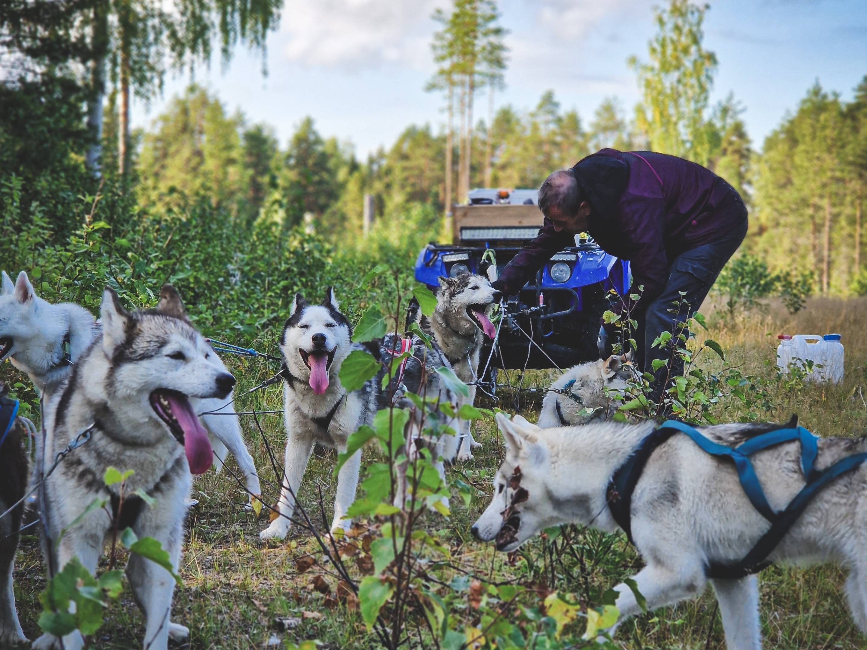 Escapade automnale en Laponie avec notre meute de huskys