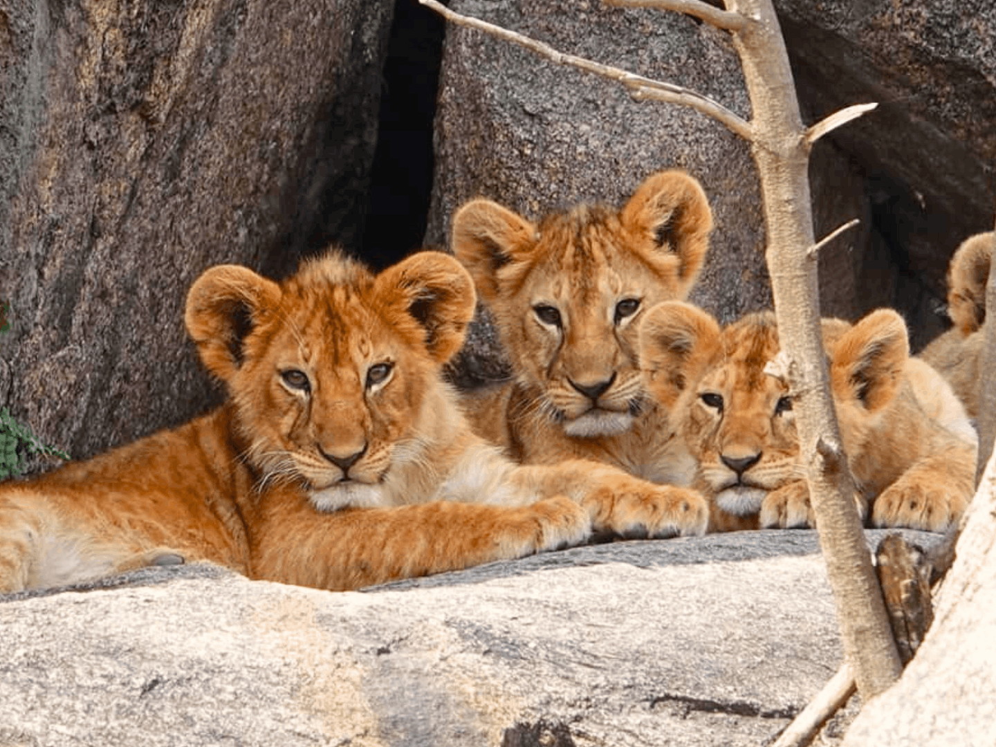 Safari in Famiglia nei Parchi del Nord e relax a Zanzibar