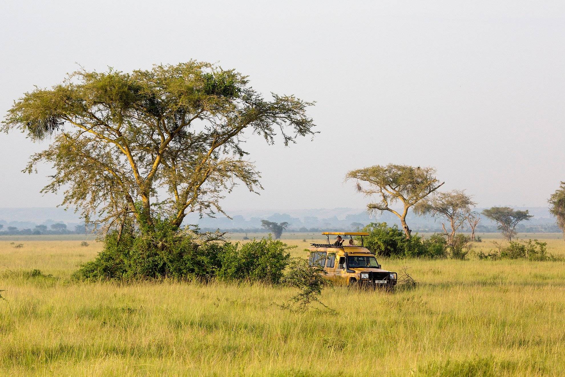 Safari Twiga para Grupos: Explora la Vida Salvaje Africana