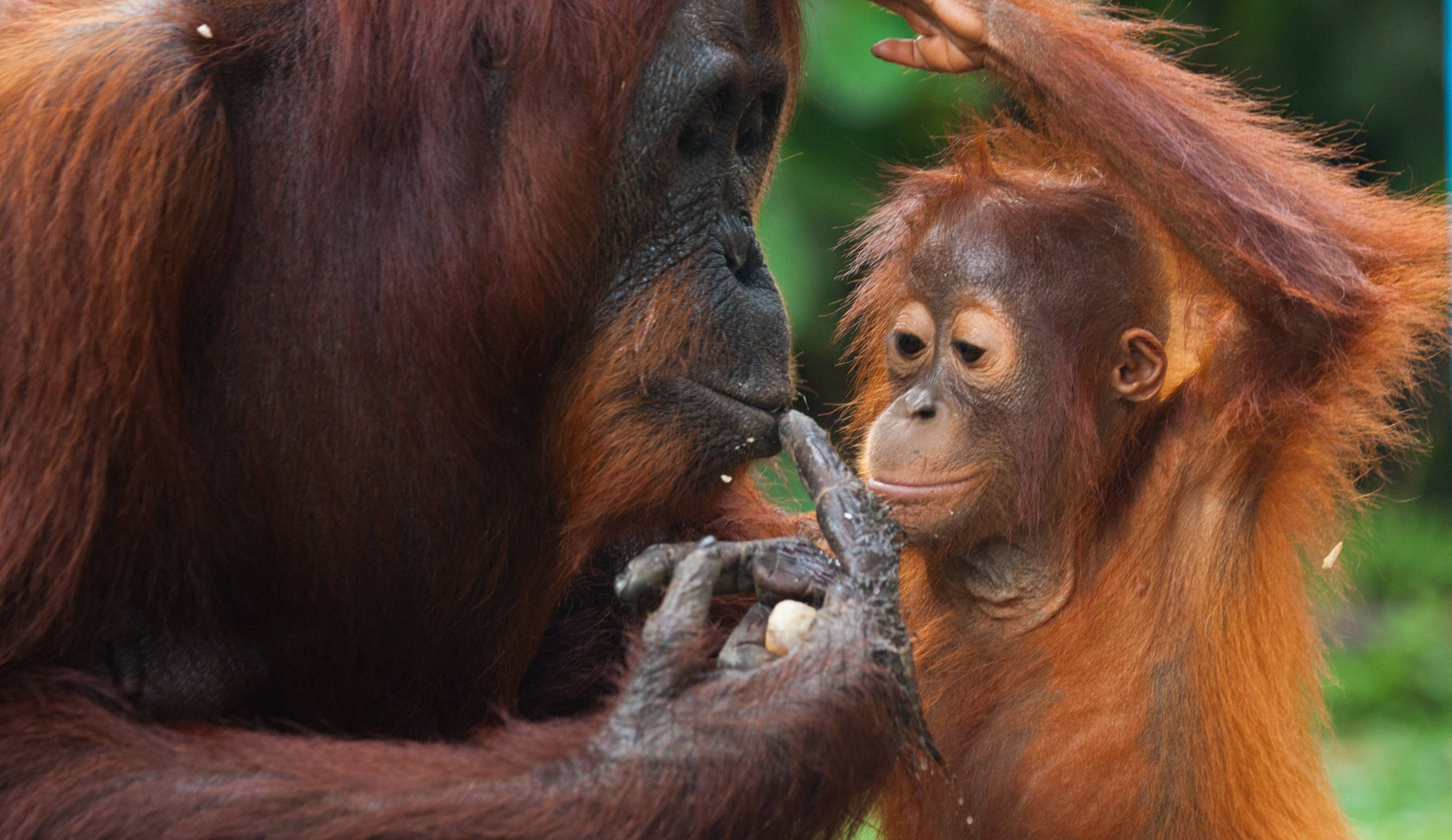 Borneo: Aventura y Naturaleza en su Máxima Expresión