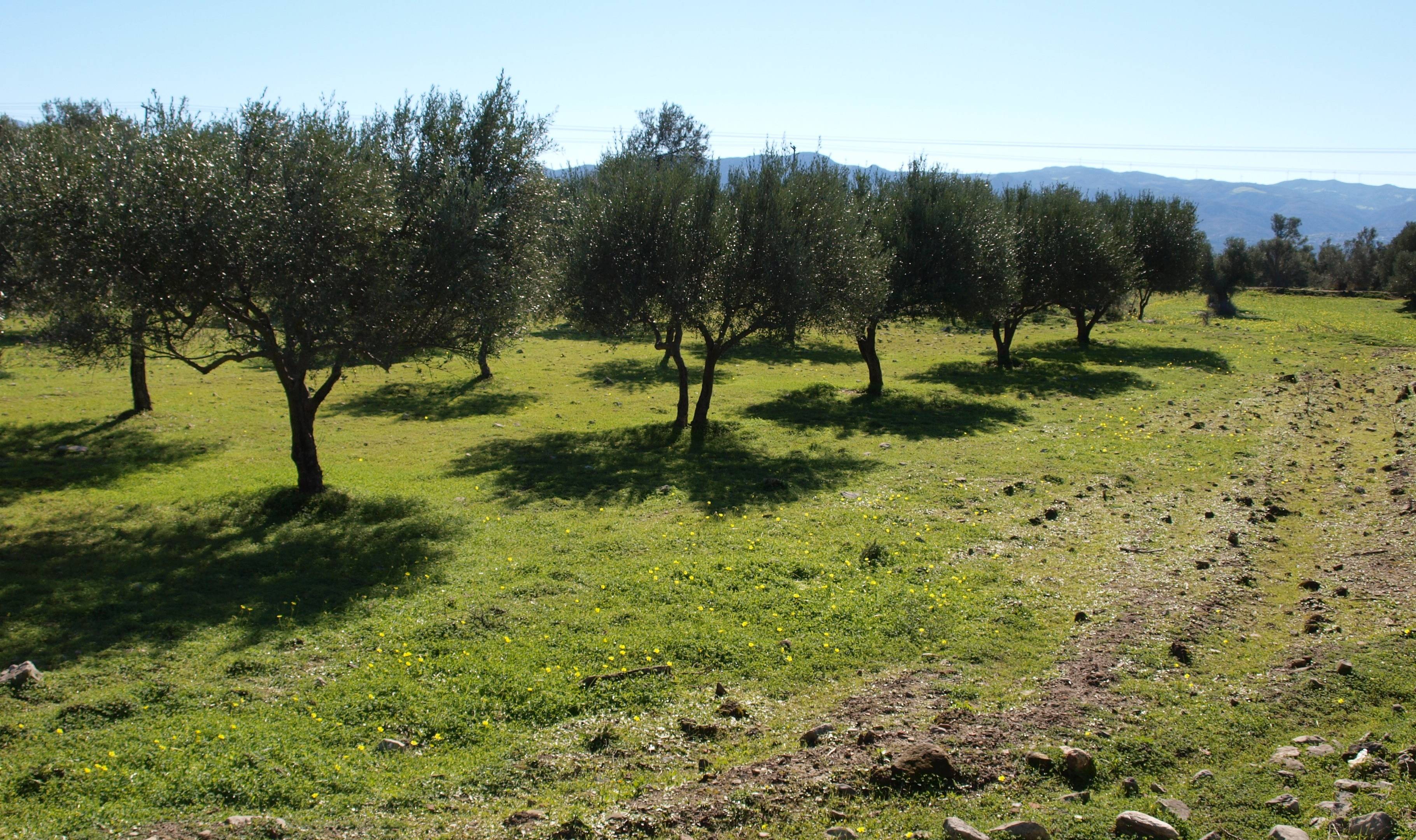 Homestay tussen de olijfbomen