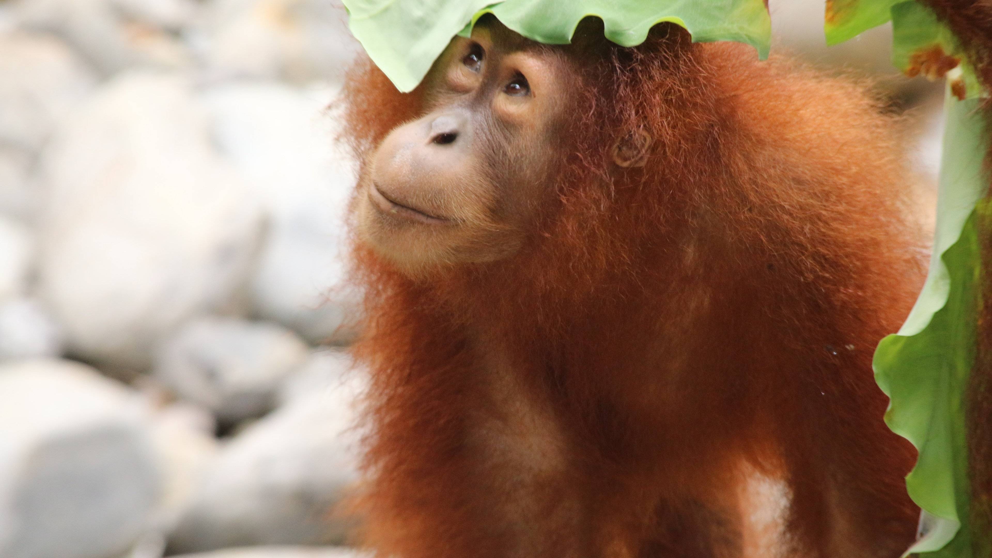 Öko-Abenteuer & Inselvielfalt: Sumatra, Java und Bali nachhaltig erkunden