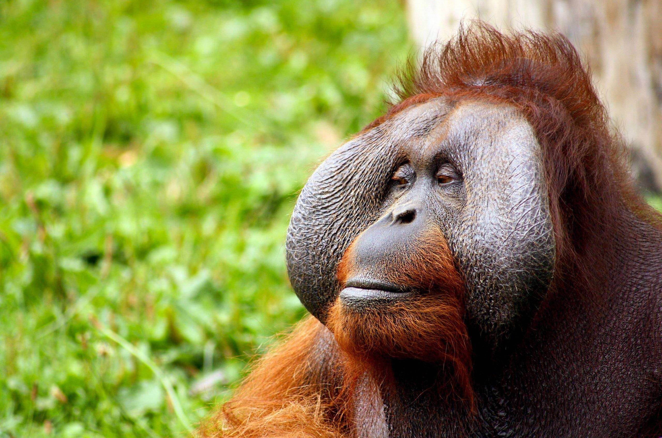 Sumatra : ivre de la jungle & d'aventure