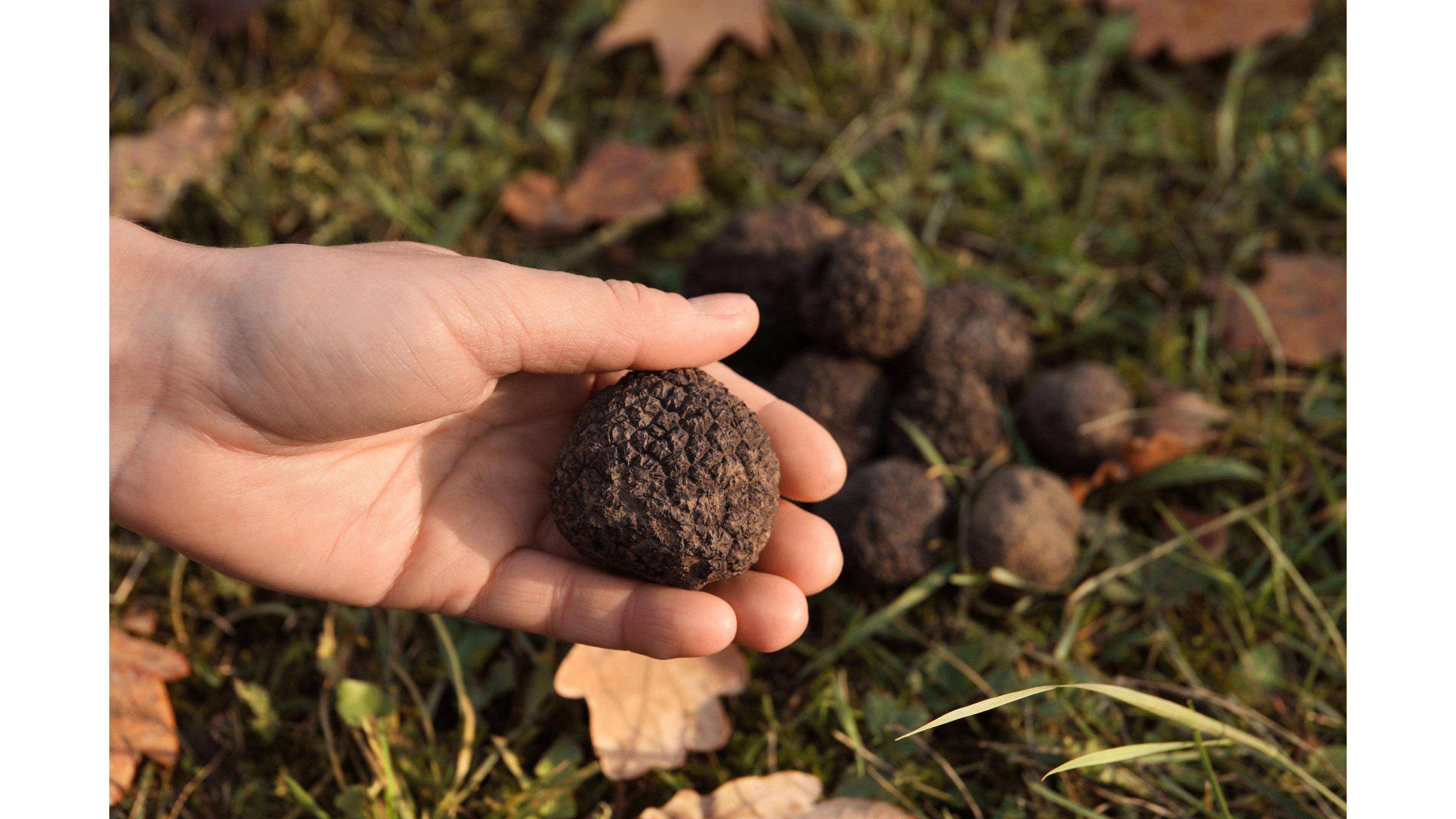 Week-end hivernal: les secrets de la truffe du Périgord