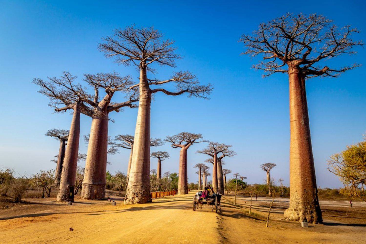 L'Ovest in gruppo : il viale dei baobab e gli tsingy di Bemaraha