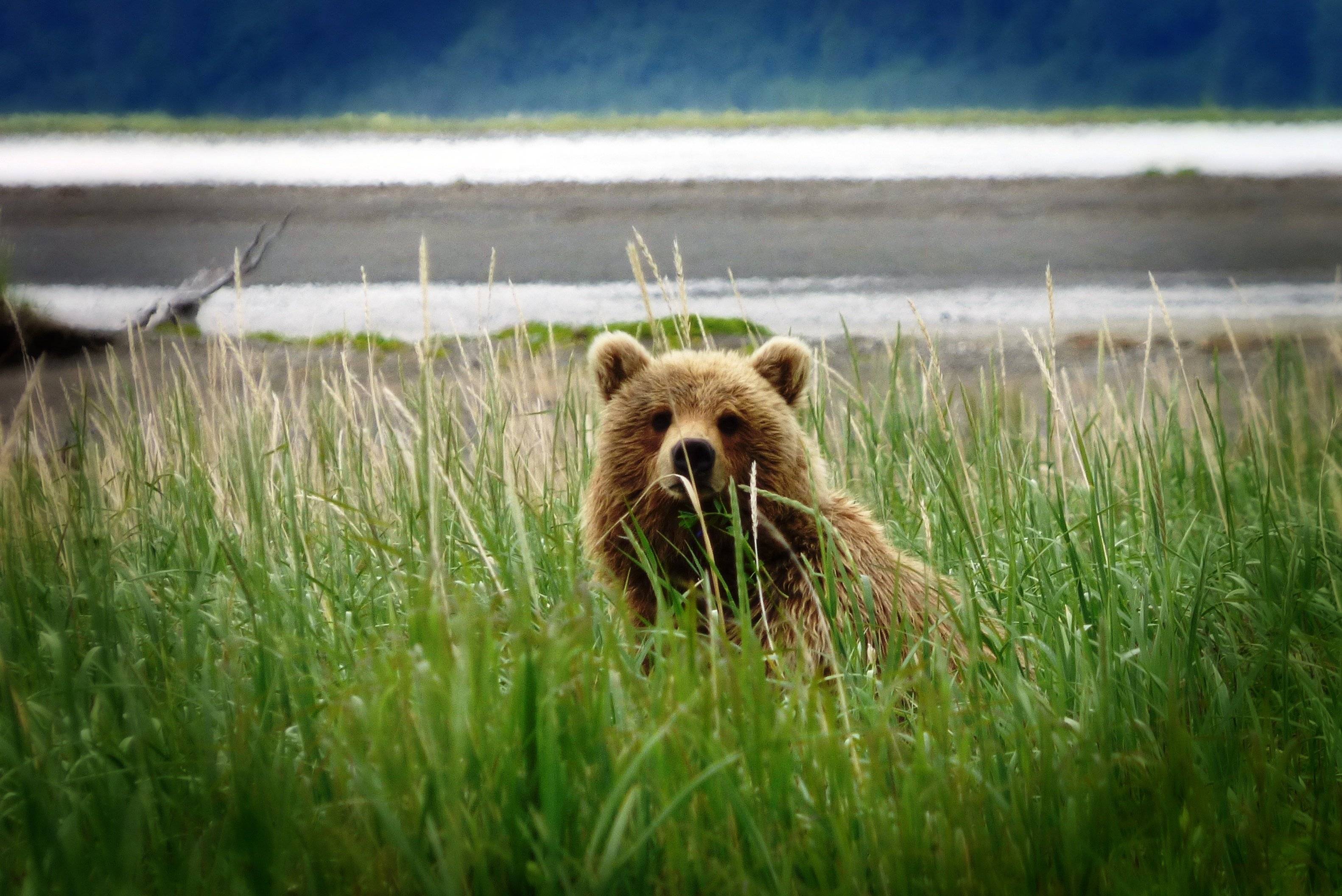 Alaska entdecken: Bären, Wildnis und Wandern im Denali