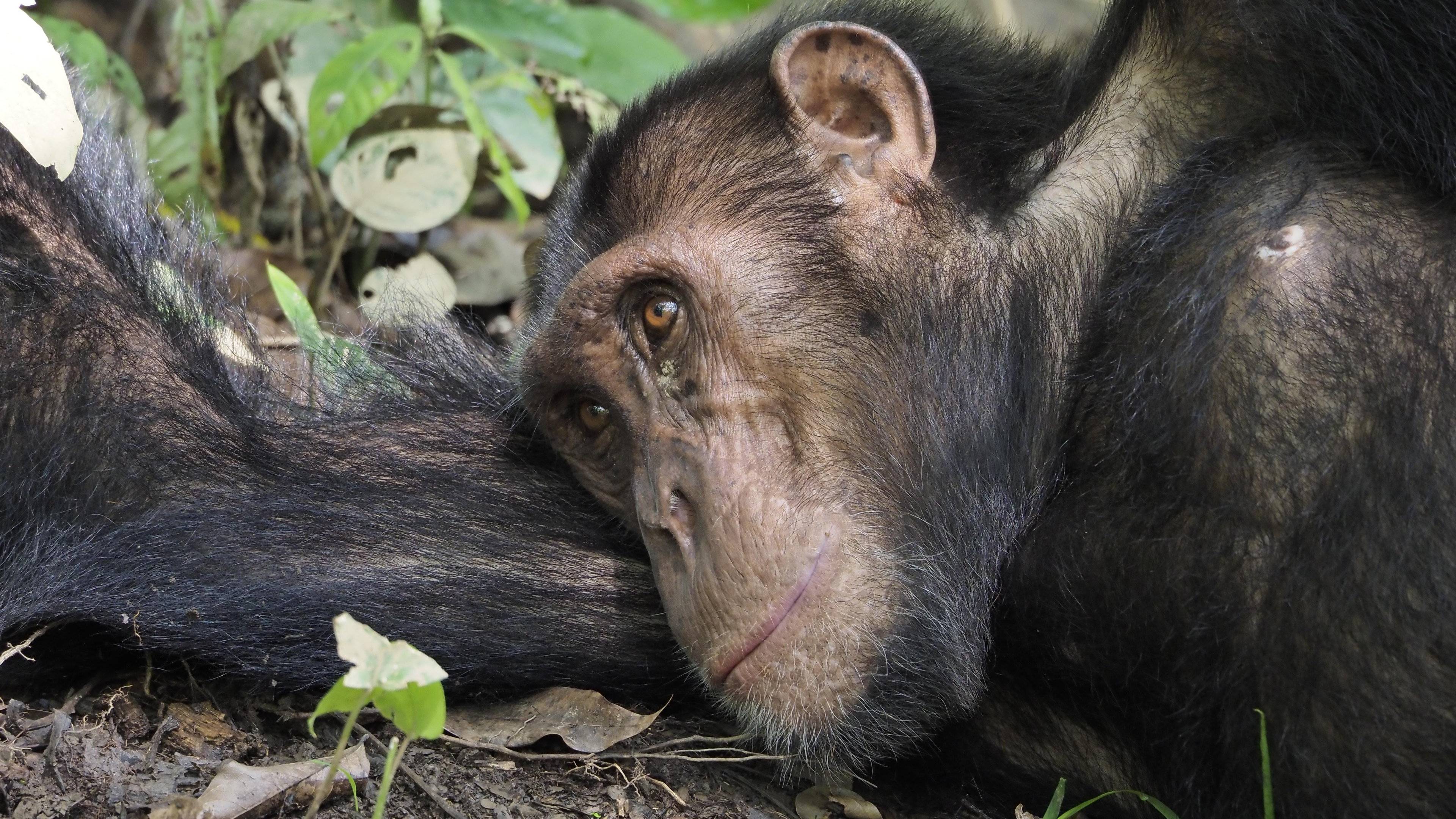 I primati delle foreste equatoriali