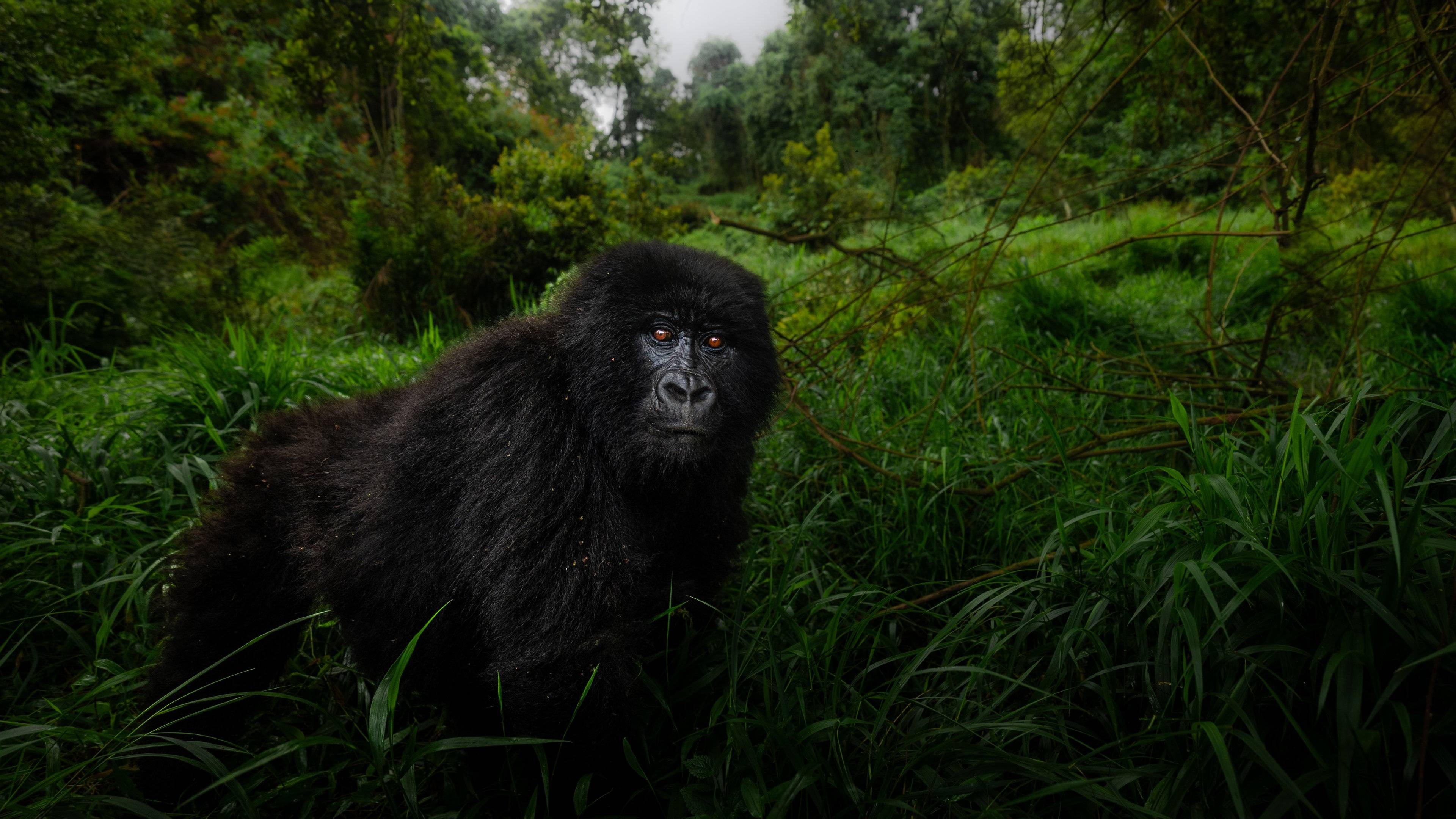 I primati in Uganda e Ruanda