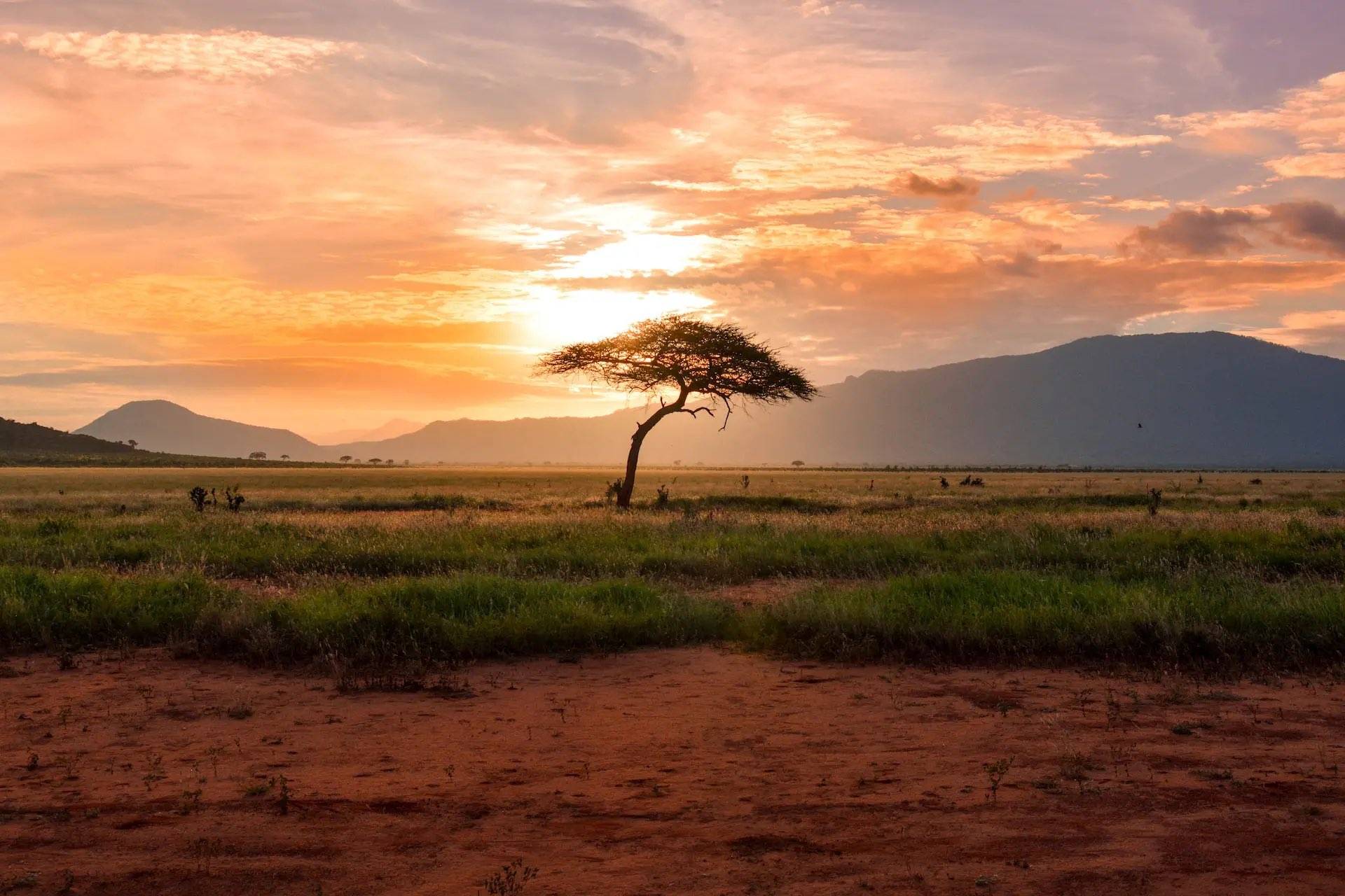 SIMBA SAFARI : tra Amboseli e Masai Mara passando dal Lago Naivasha