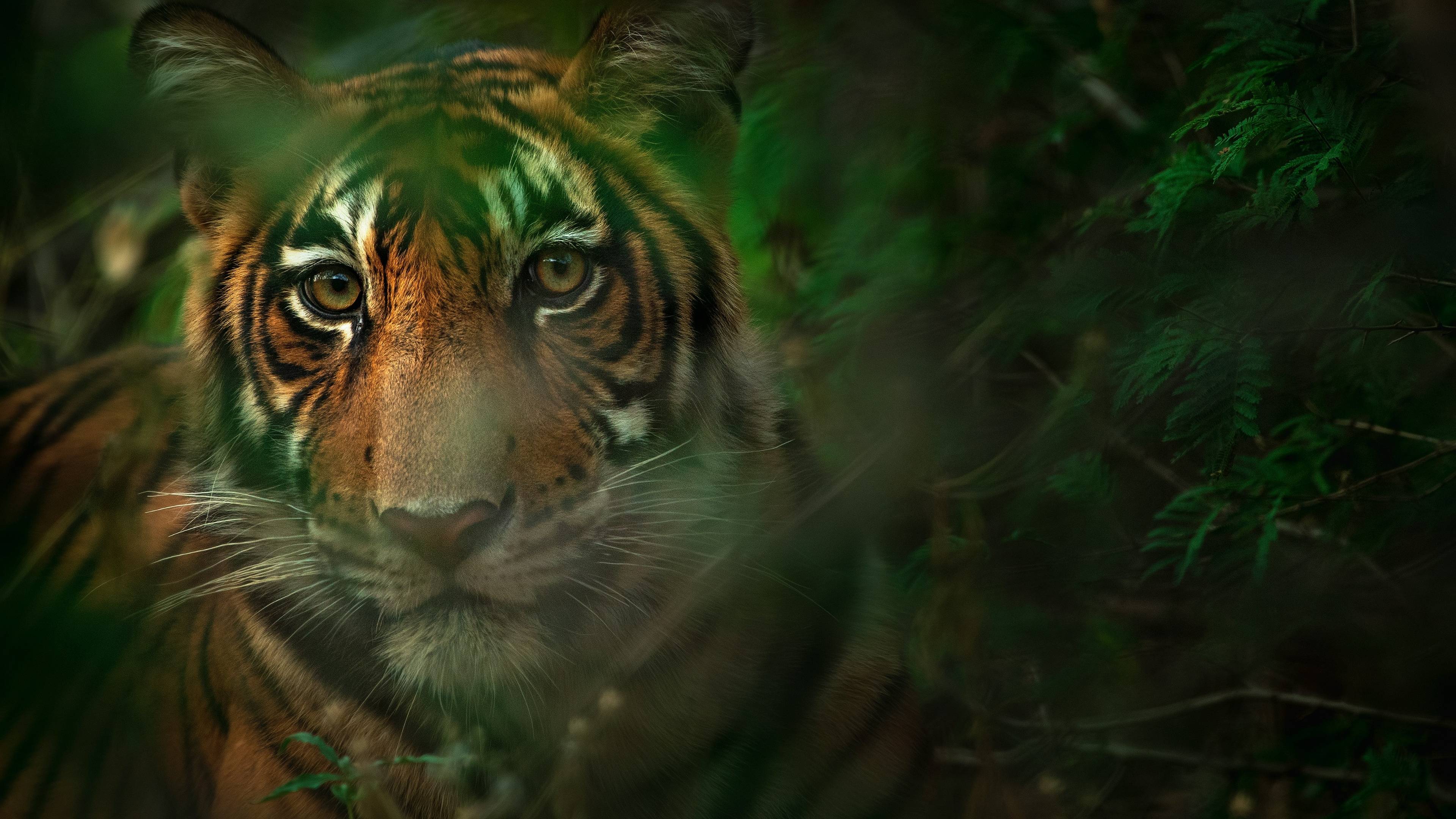 À la recherche du tigre du Bengale dans le parc national de Bardia