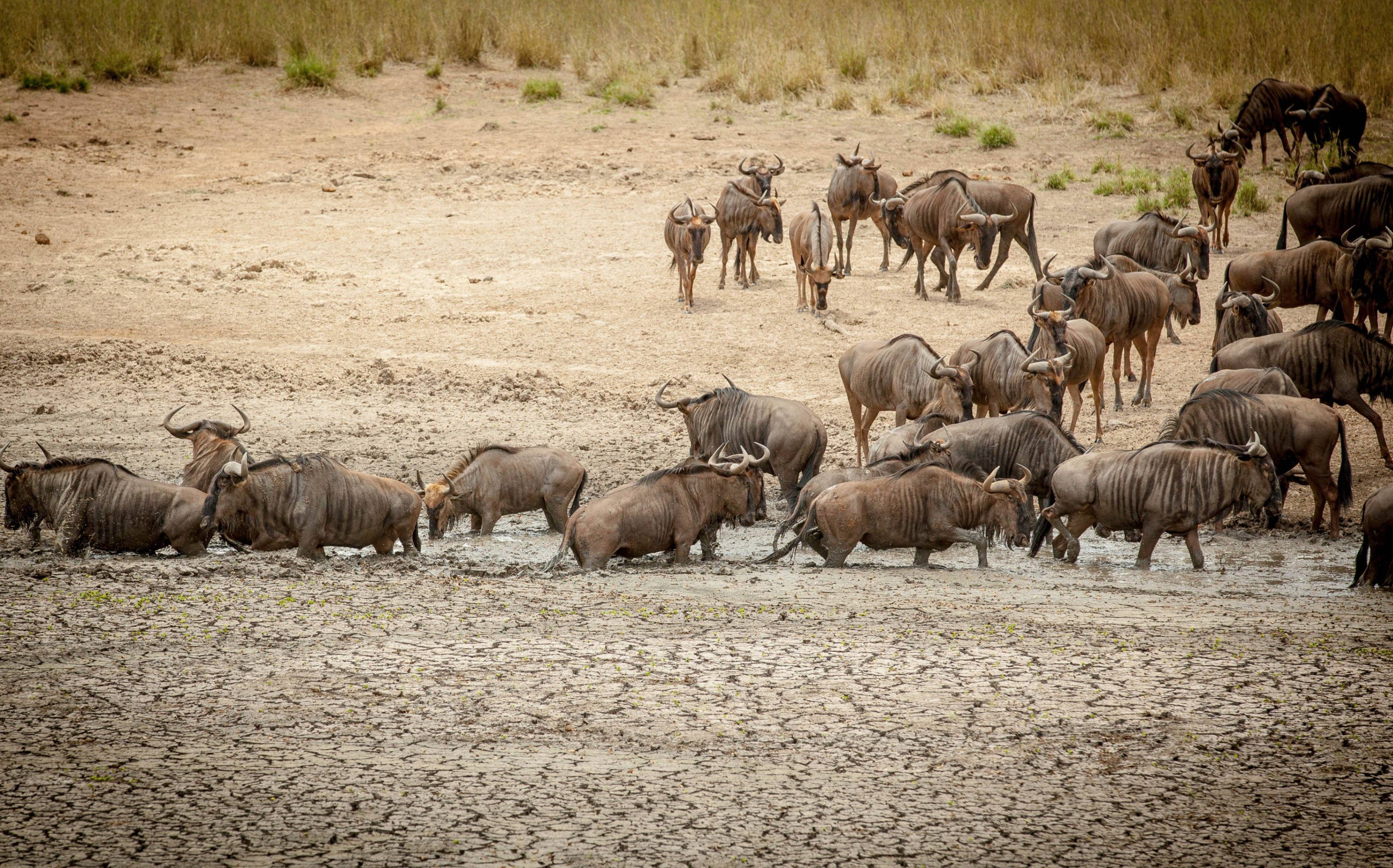 Wildlife und Natur vom Kruger-Nationalpark bis nach Kapstadt